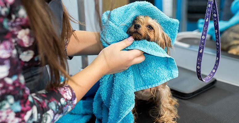 Woman drying a small dog with a blue towel; dog looks unhappy.