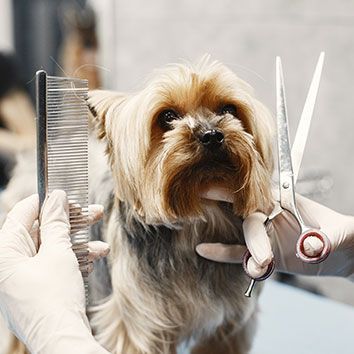Yorkshire Terrier being groomed: comb and scissors held by gloved hands.