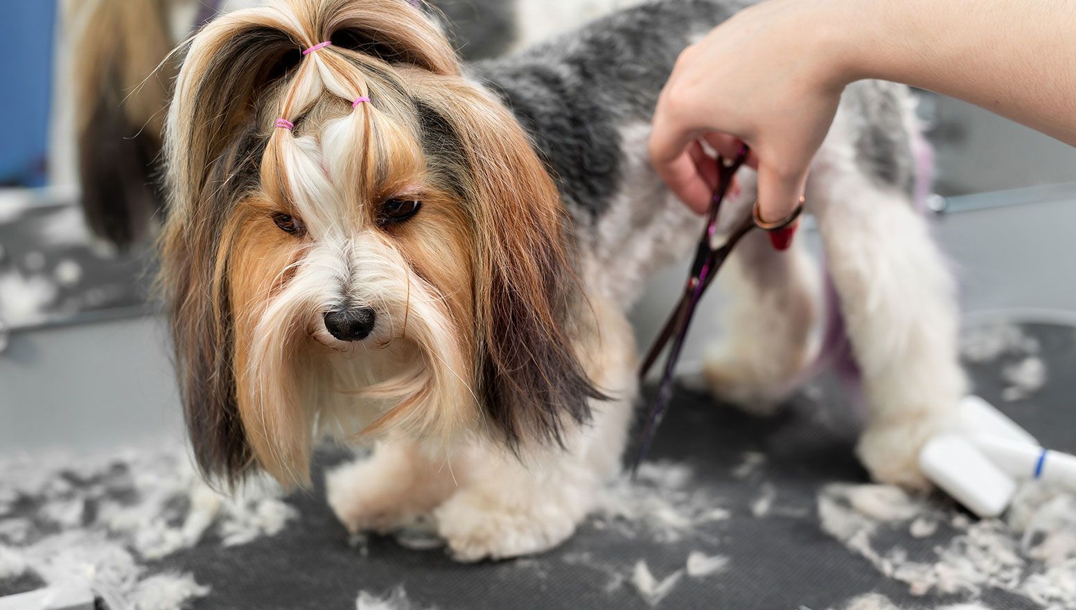 Dog being groomed with scissors on a grooming table.