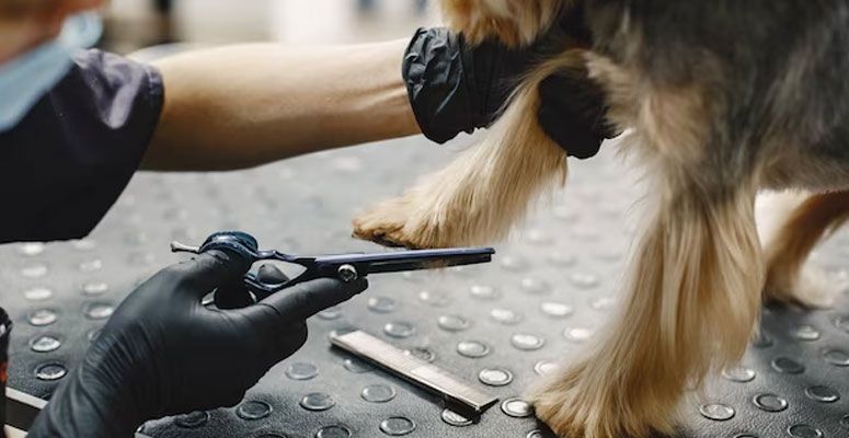 Groomer trimming dog's paw with scissors, wearing black gloves, on a patterned surface.
