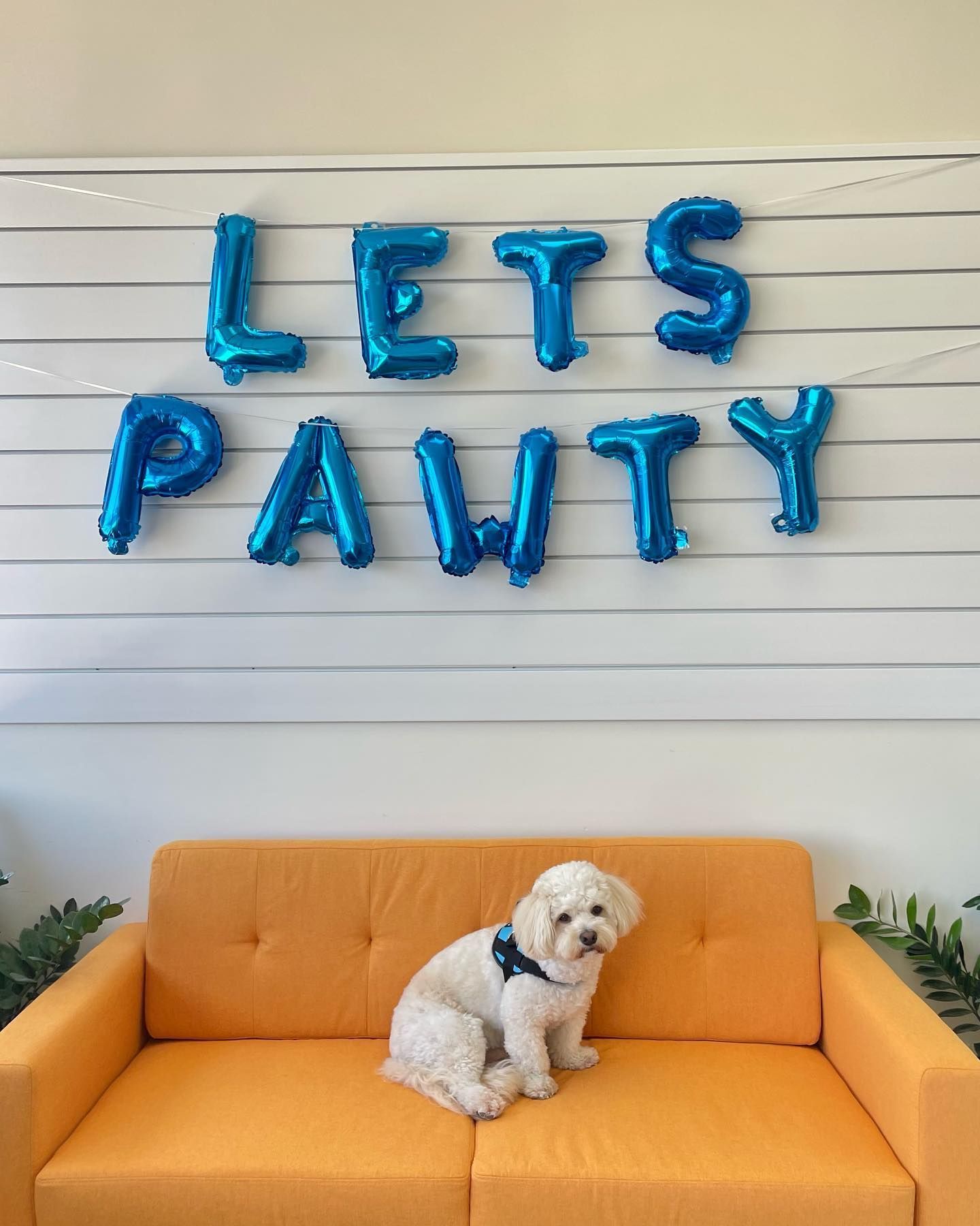 White dog sits on an orange couch below blue 
