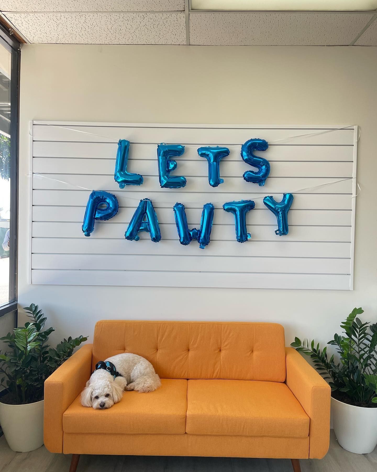 White dog resting on orange sofa under 