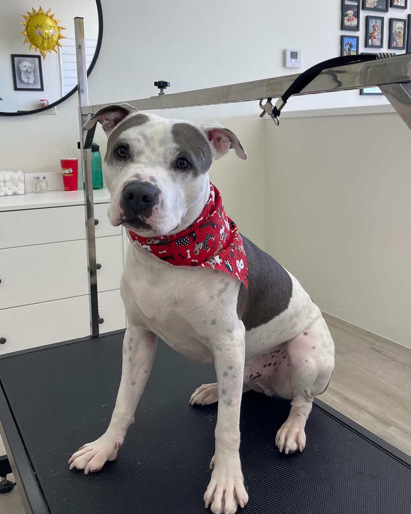 Dog with white and gray fur, red bandana, sitting on grooming table.