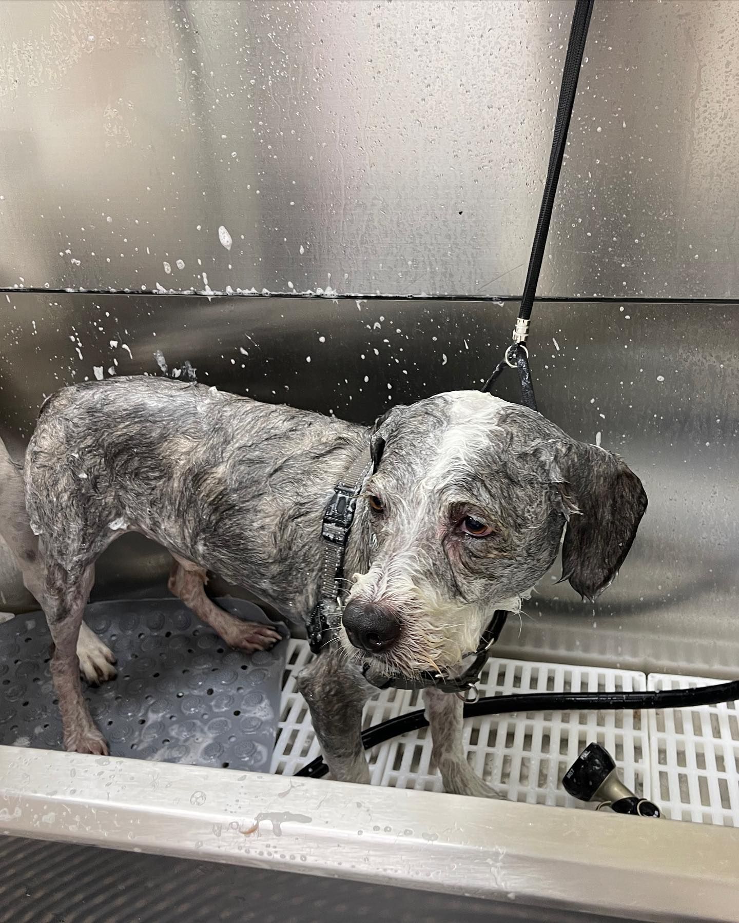 Dog being bathed, covered in soap, in a white tiled wash station.