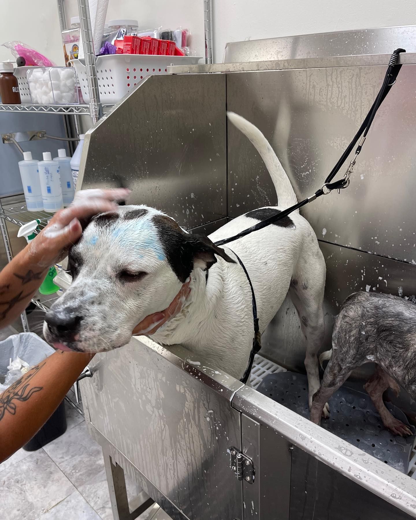Dog getting a bath in a stainless steel tub. A person is washing the dog’s face with suds.