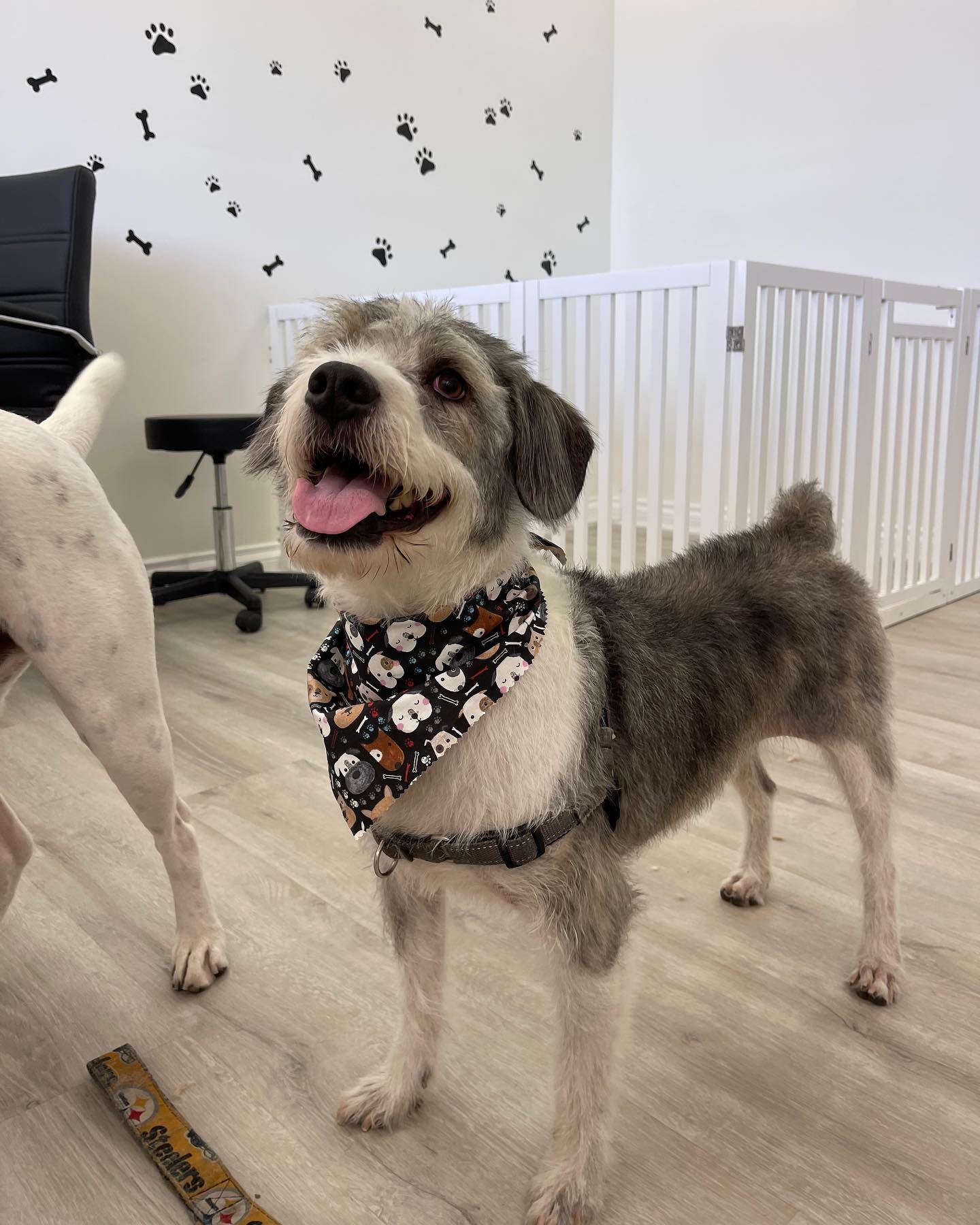 Dog wearing a bandana, smiling. White and gray fur. Paw prints on the wall.