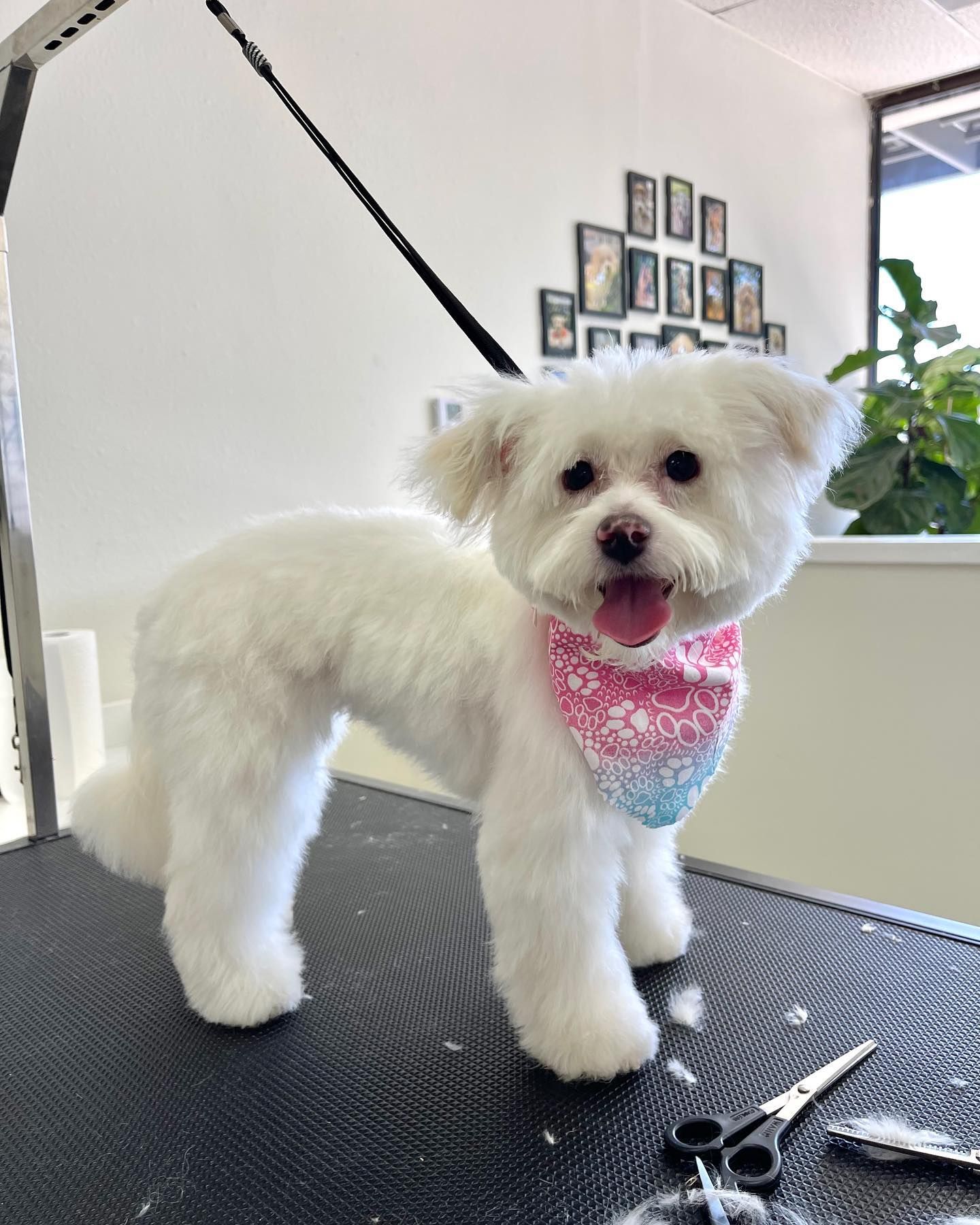 White fluffy dog with a pink and blue bandana, freshly groomed, on a grooming table.