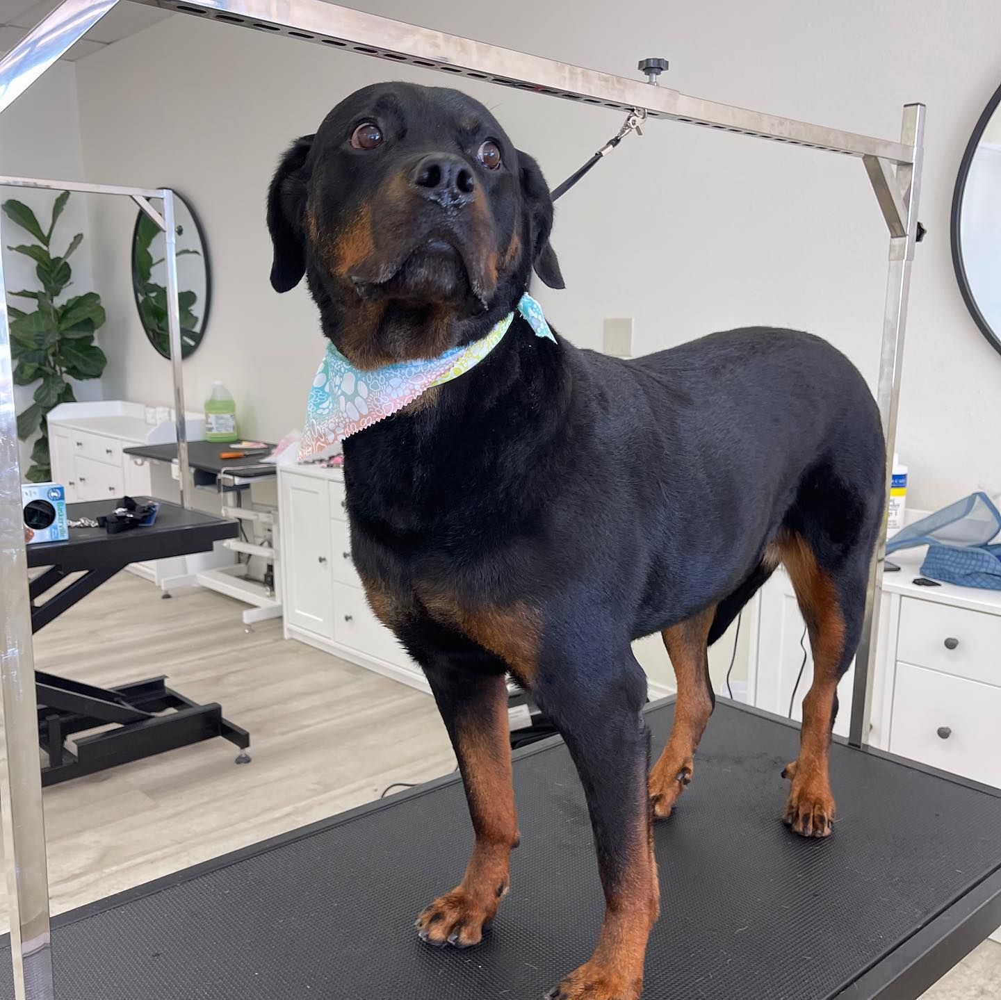 Rottweiler on a grooming table with a bandana, in a grooming salon setting.