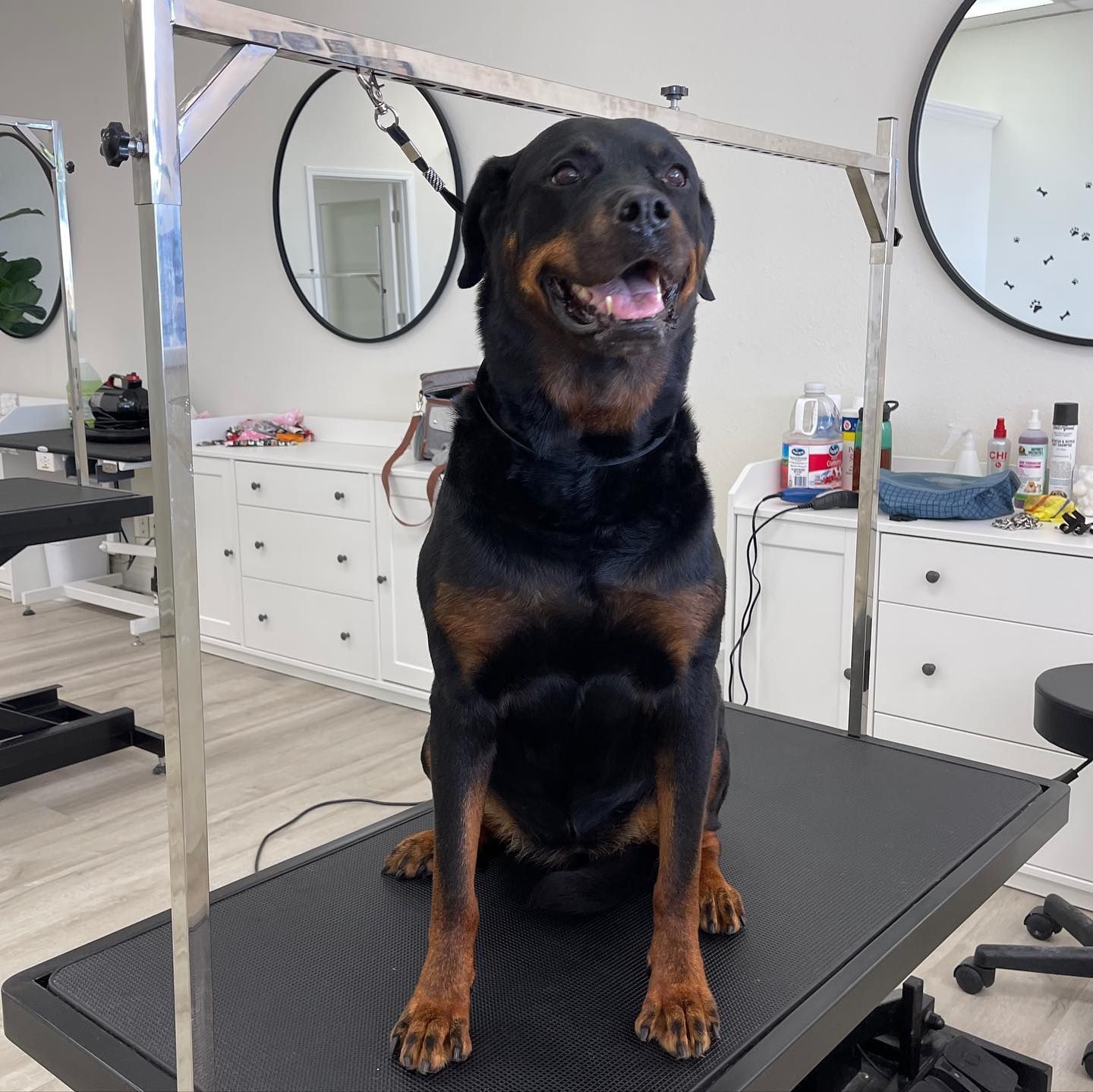 Rottweiler sits on grooming table, smiling. Black and brown fur, indoors, with grooming equipment in the background.