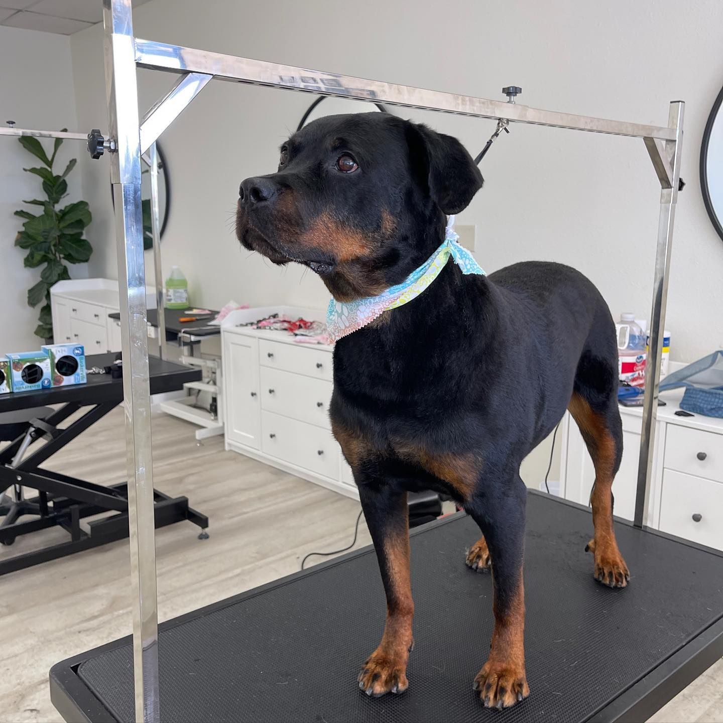 Rottweiler on a grooming table, wearing a bandana, looking up. Grooming shop setting.