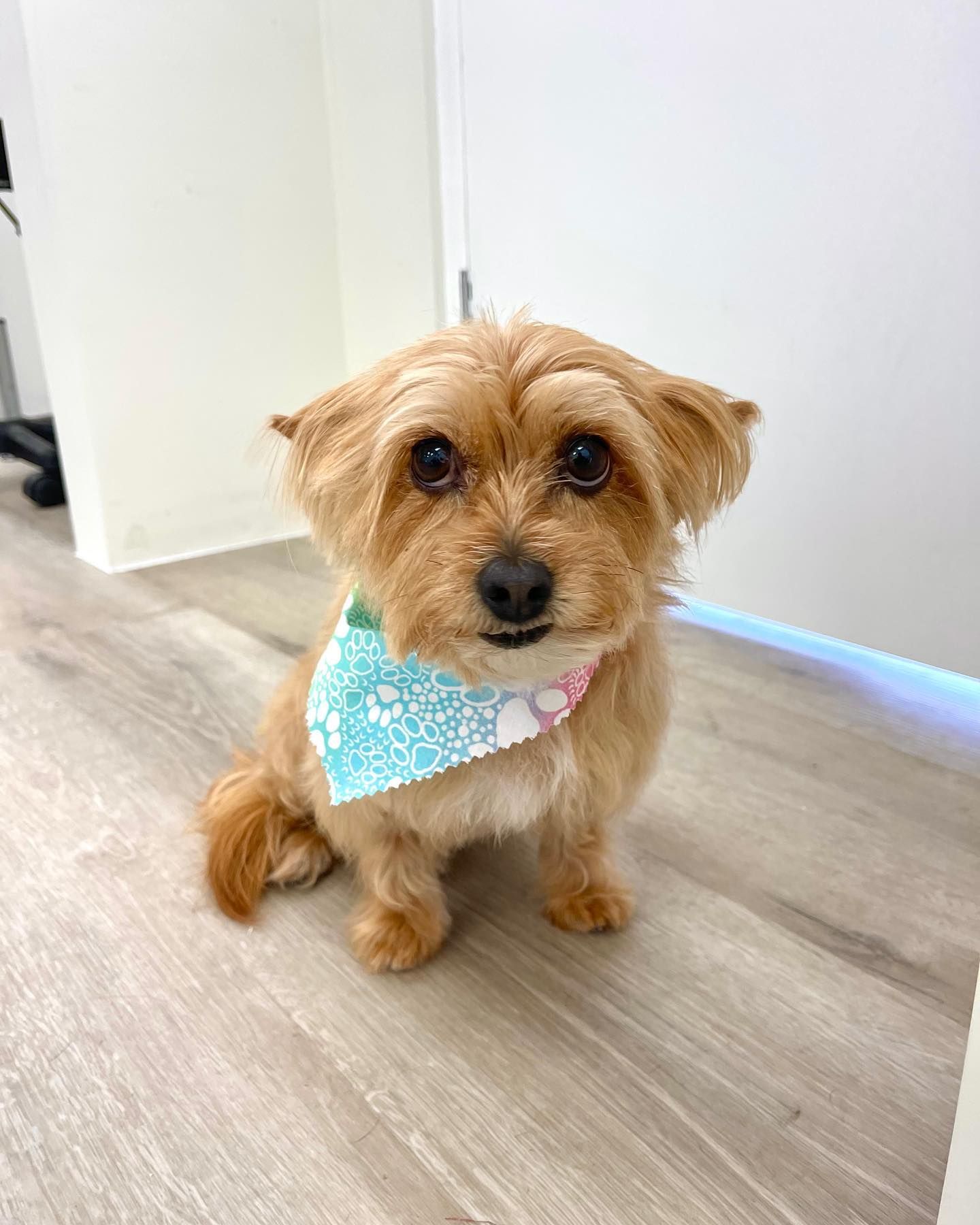 Small, tan-colored dog wearing a blue and pink bandana, sitting on a wooden floor, looking at the camera.