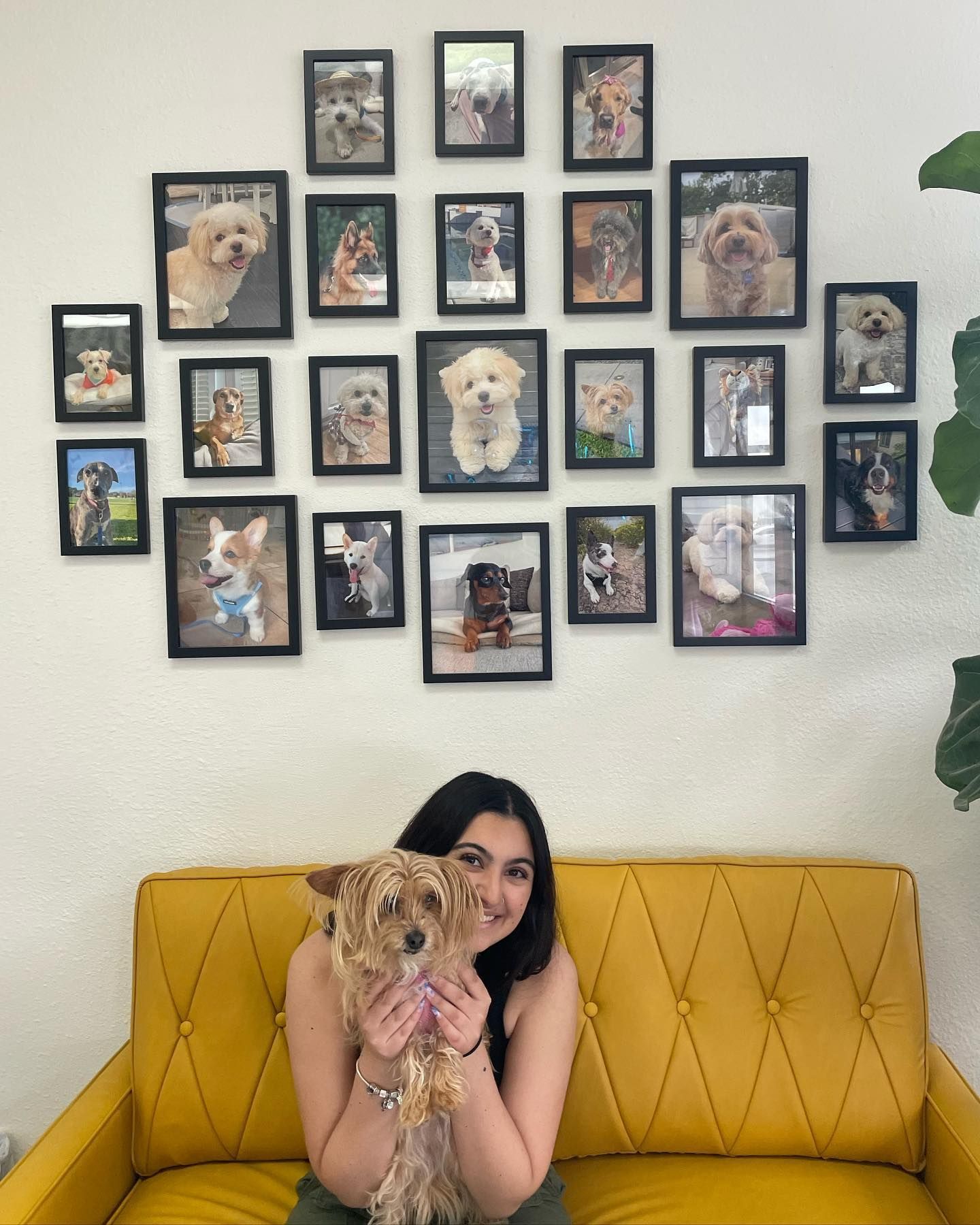 Woman on yellow couch holds small dog in front of framed dog photos on white wall.