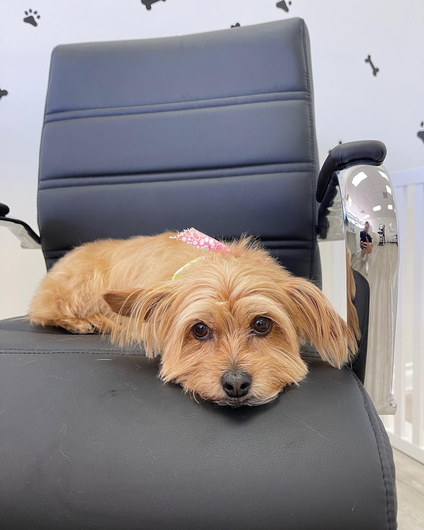 Dog with brown fur rests on a black chair, wearing a pink collar, indoors.