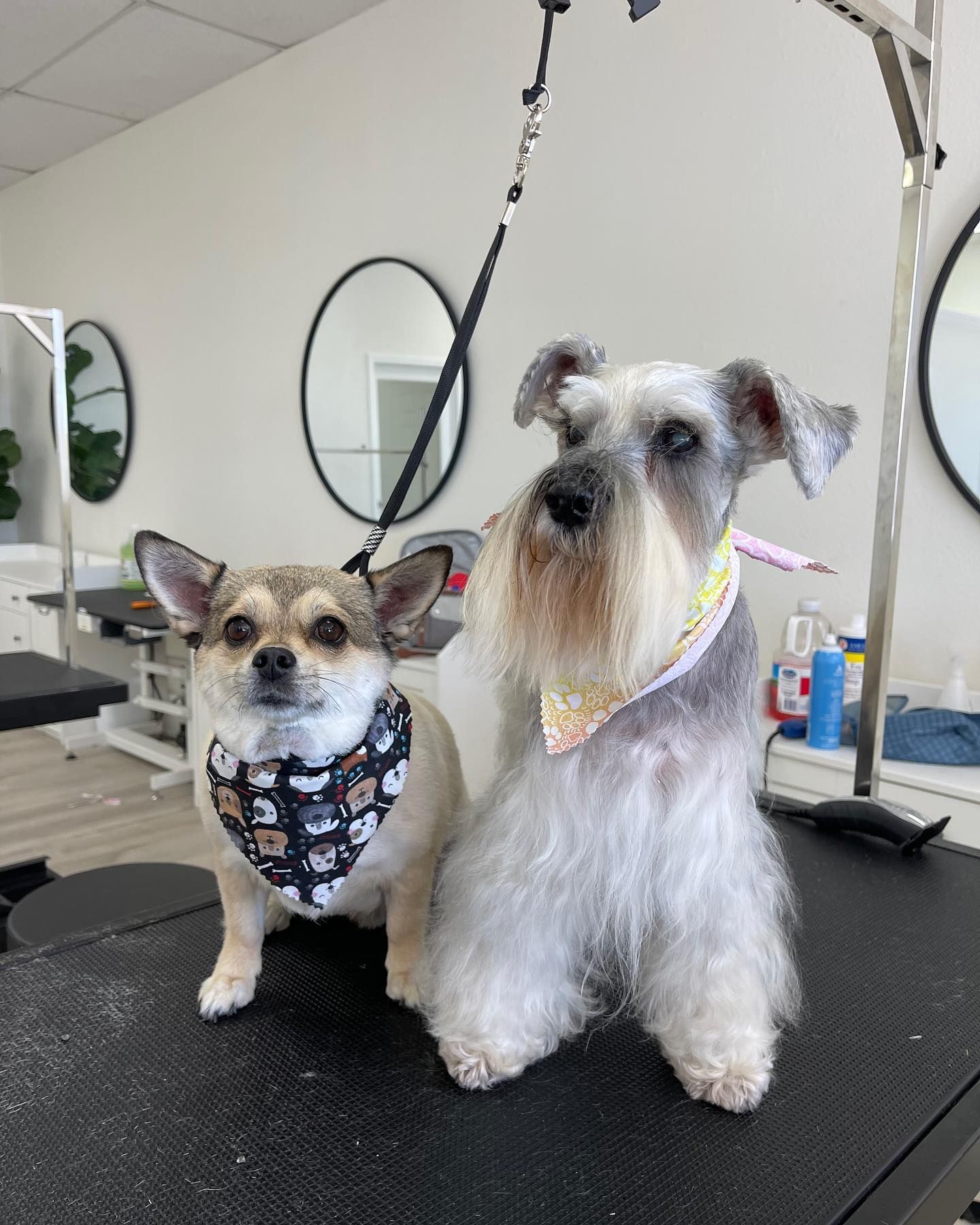 Two dogs wearing bandanas sit on a grooming table. A chihuahua looks forward, a Schnauzer looks right.