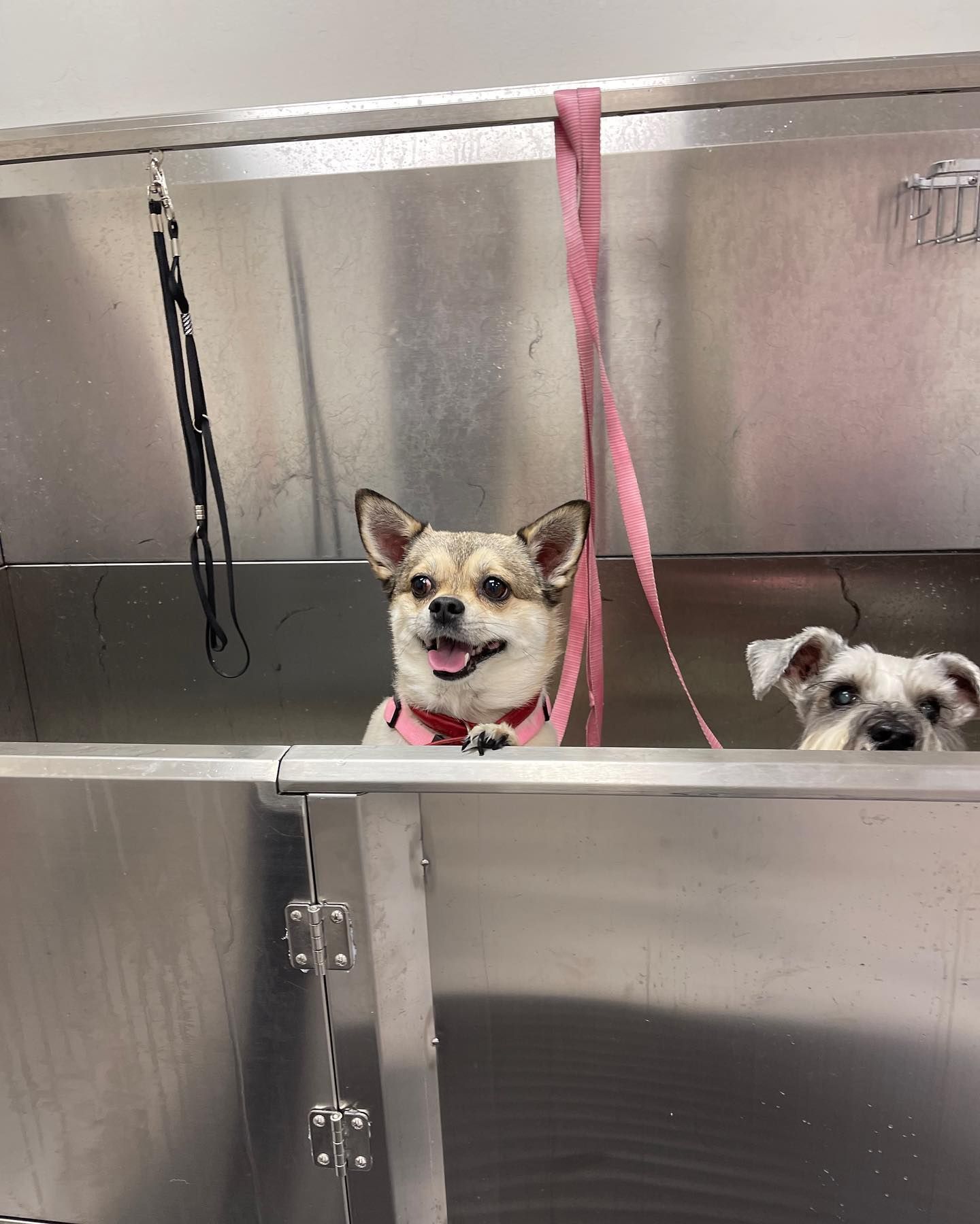 Two dogs in a stainless steel tub, one smiling with tongue out, the other peeking. Pink leash hangs.