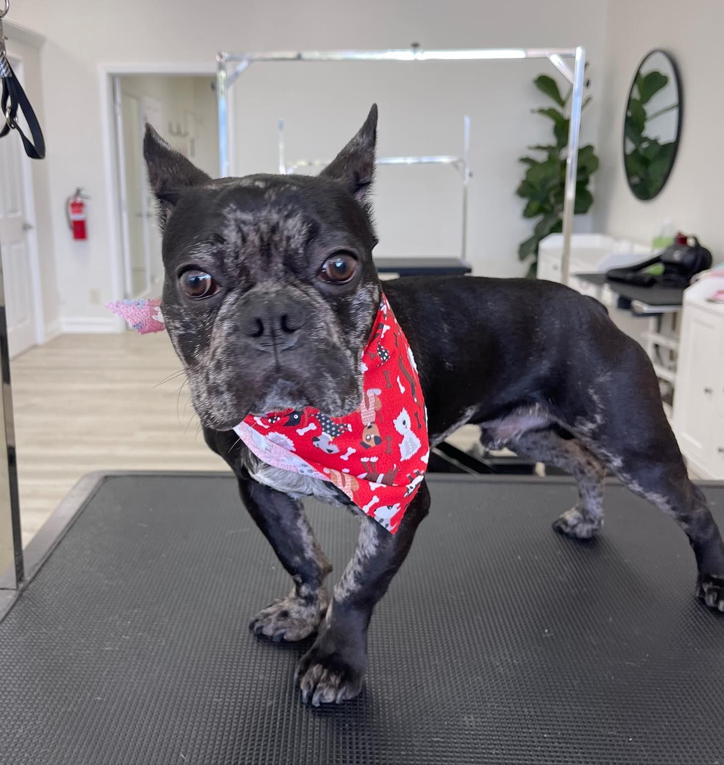 French bulldog with a red bandana stands on a grooming table. The dog has black and gray fur and is indoors.