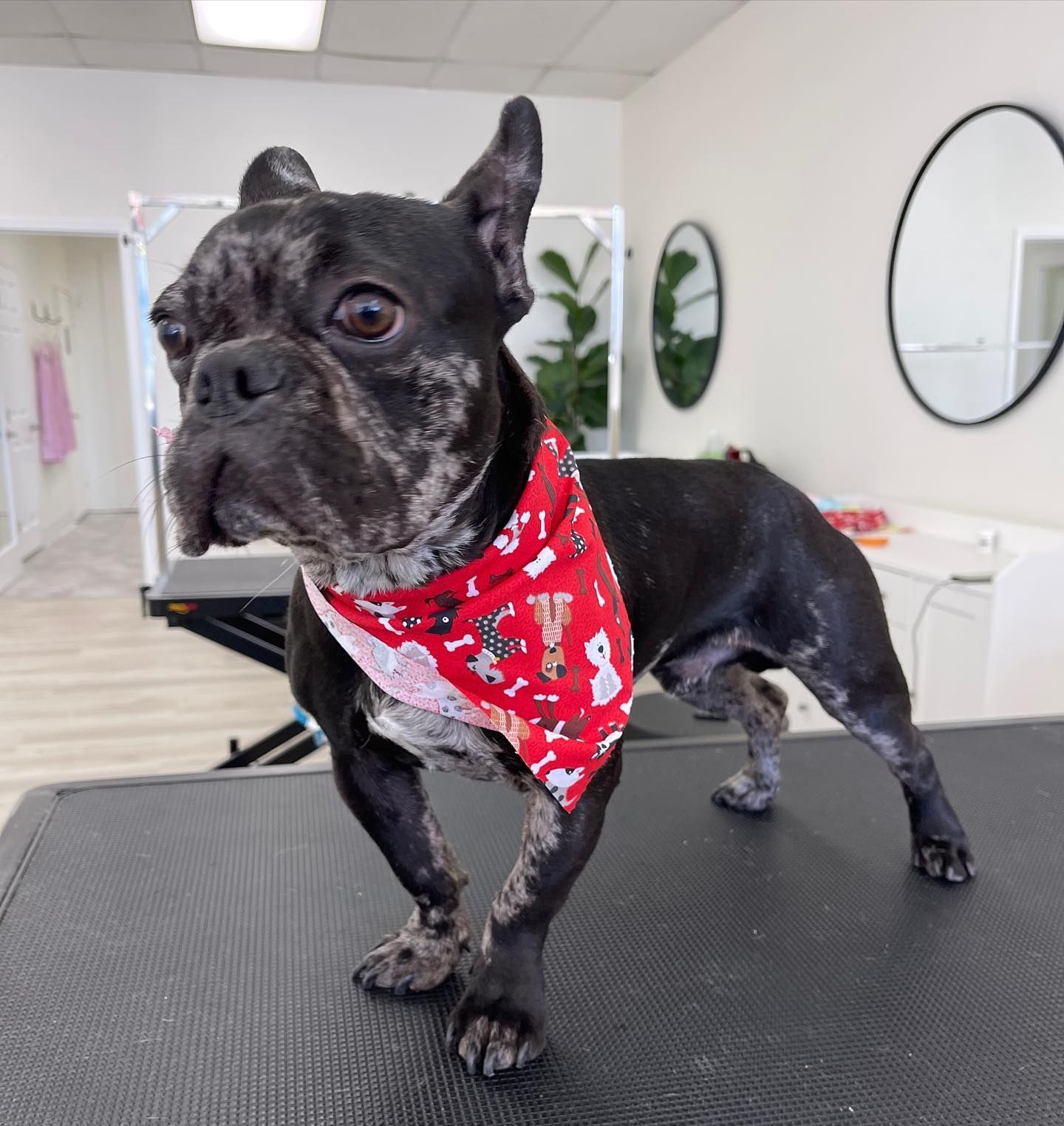 French bulldog with a red bandana standing on a grooming table, looking forward.