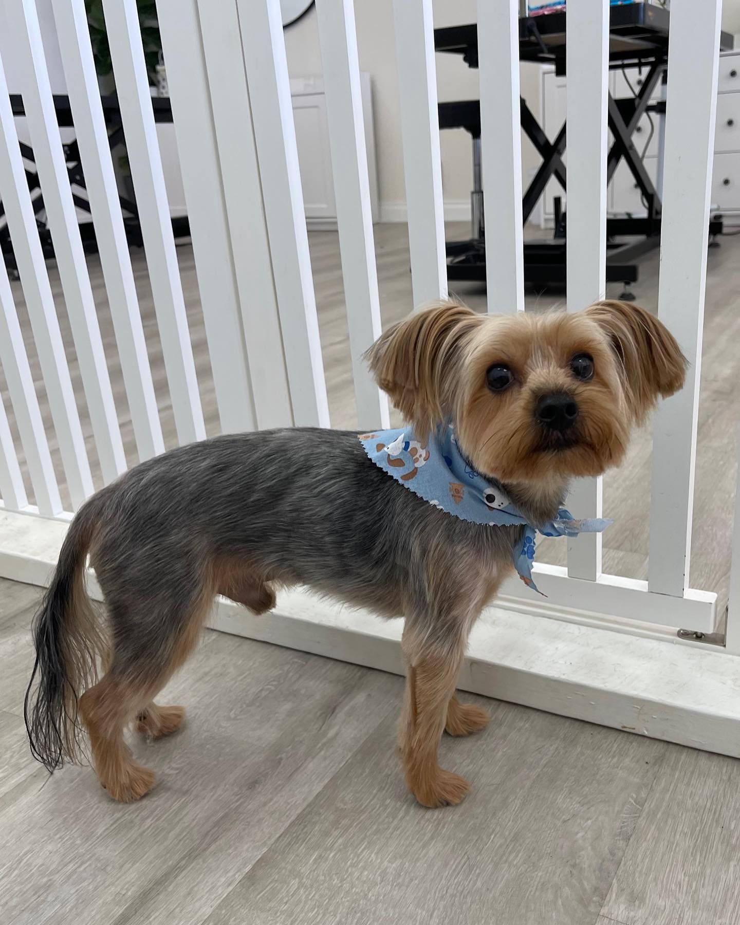 Yorkshire Terrier wearing a blue bandana standing next to a white gate.