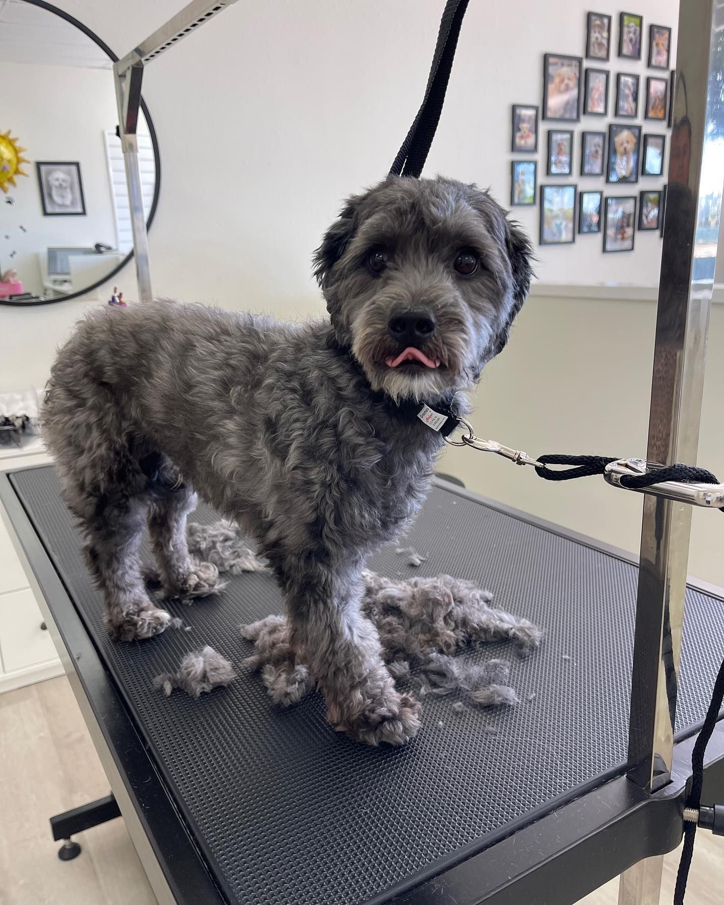 Dog with gray fur on a grooming table after a haircut. It has a pink tongue out.