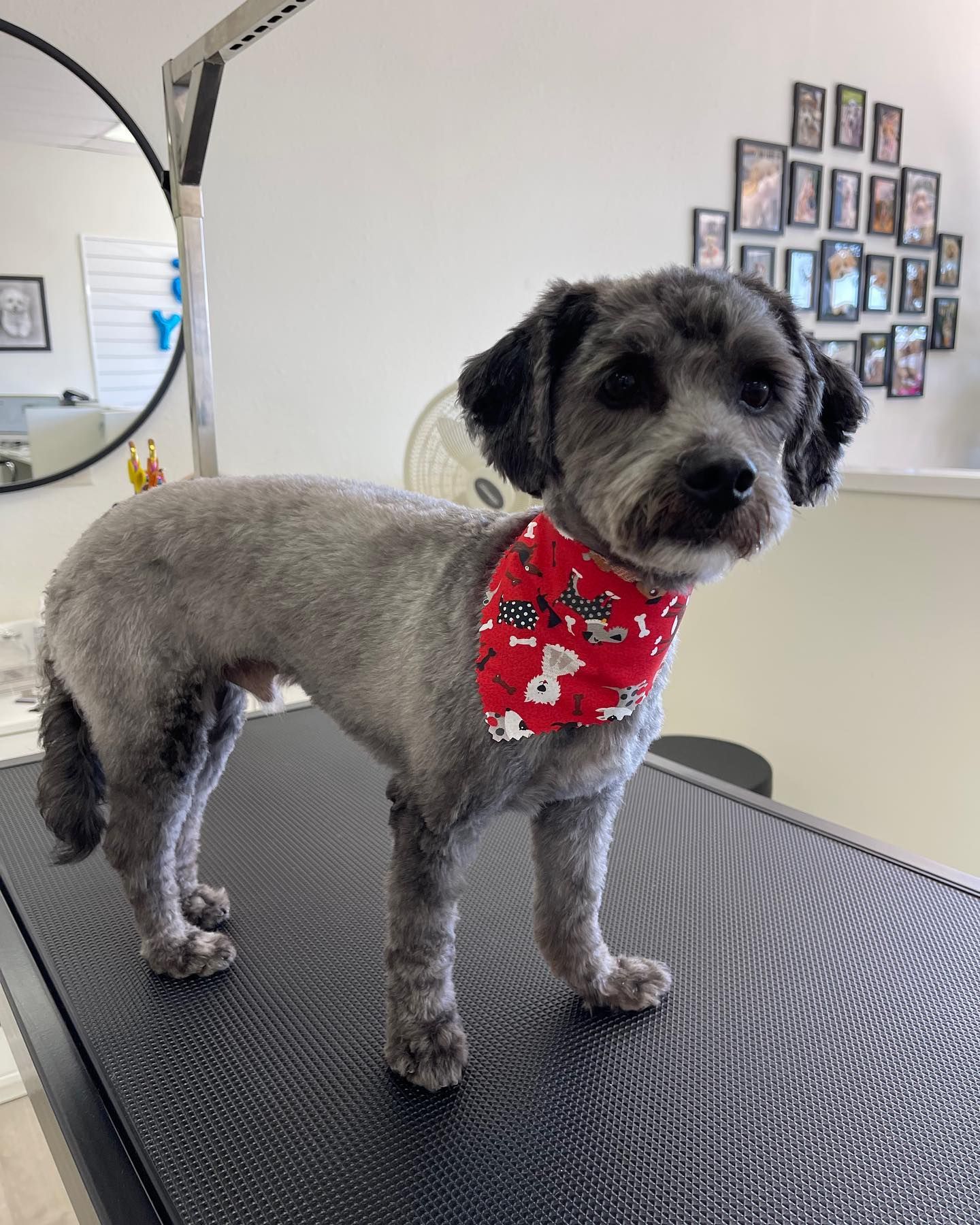 Gray dog with a bandana stands on a grooming table, looking at the camera.