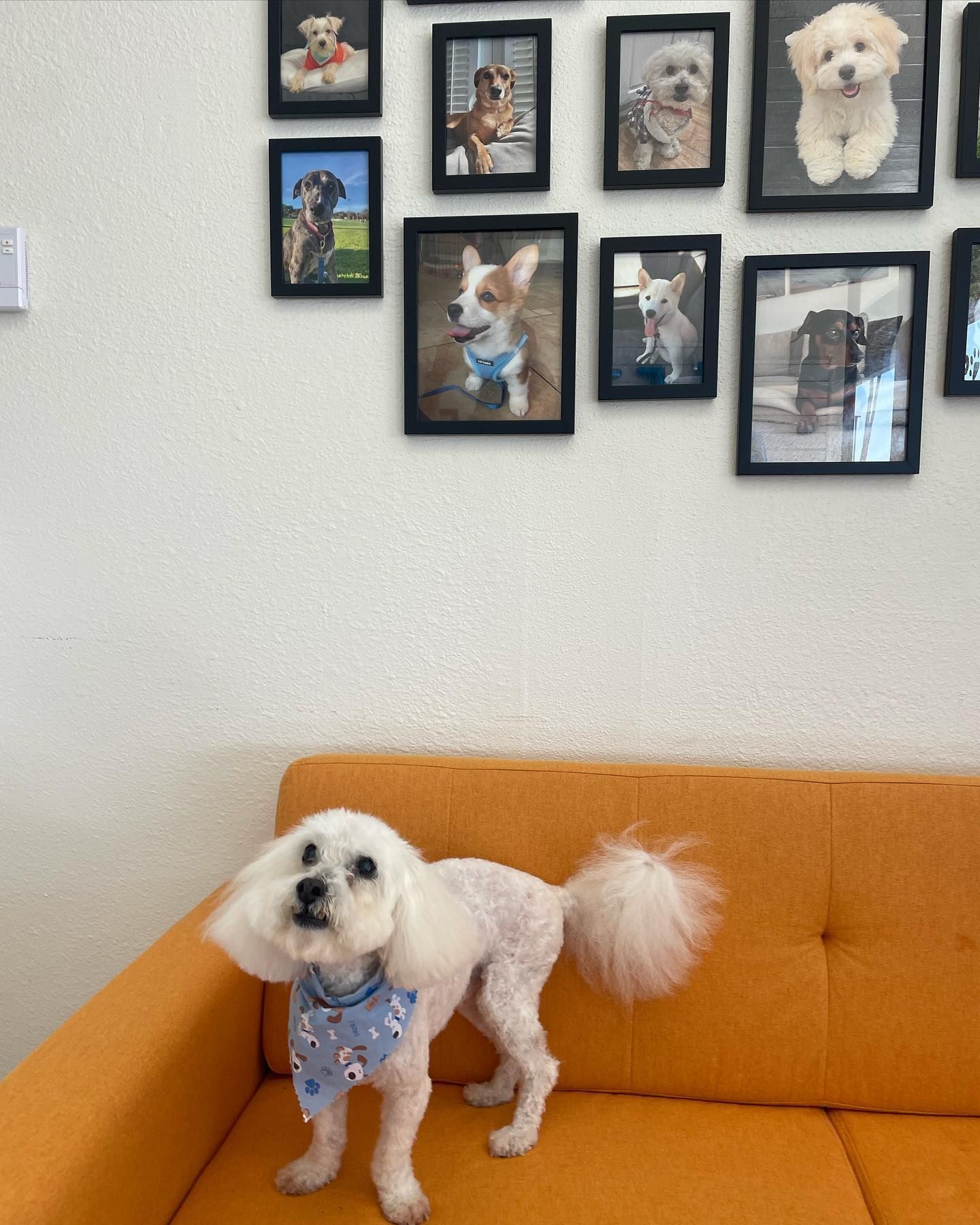 White dog with a fluffy tail on an orange couch, surrounded by framed dog photos on a white wall.