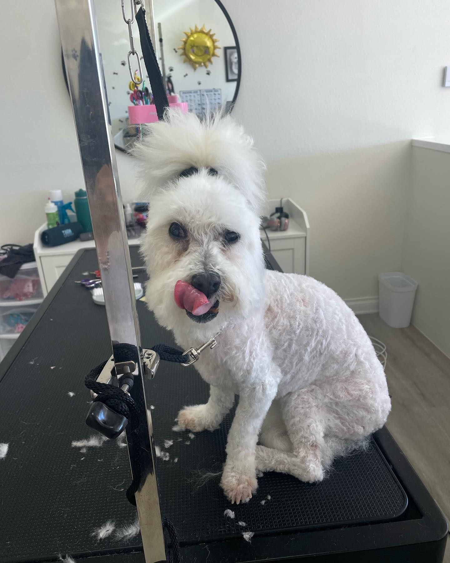 White dog with a topknot and tongue out, sitting on a grooming table, interior shot.
