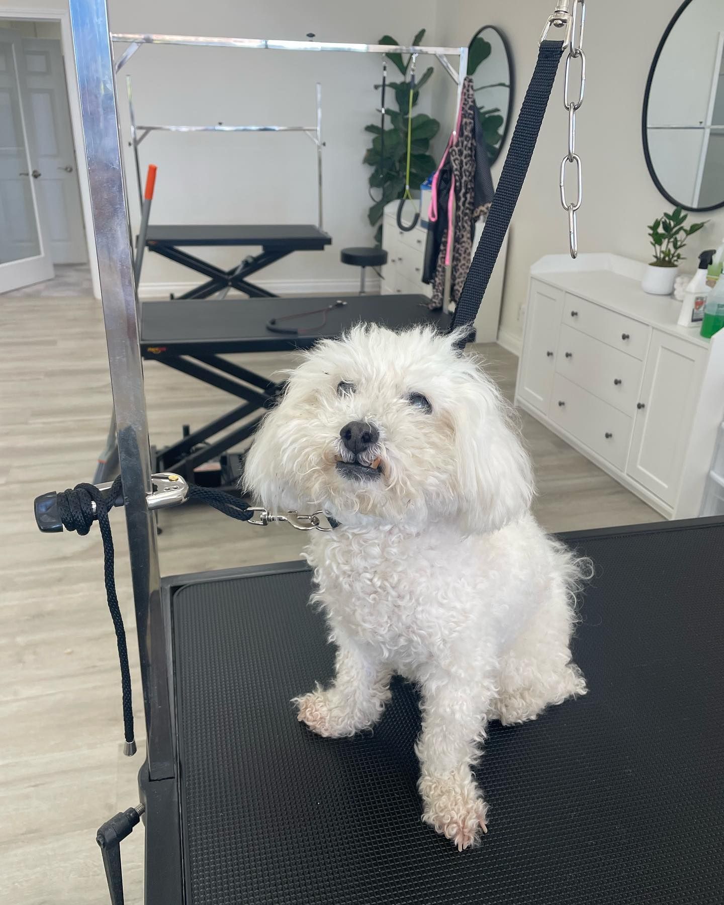 White fluffy dog sitting on grooming table, smiling, indoors.