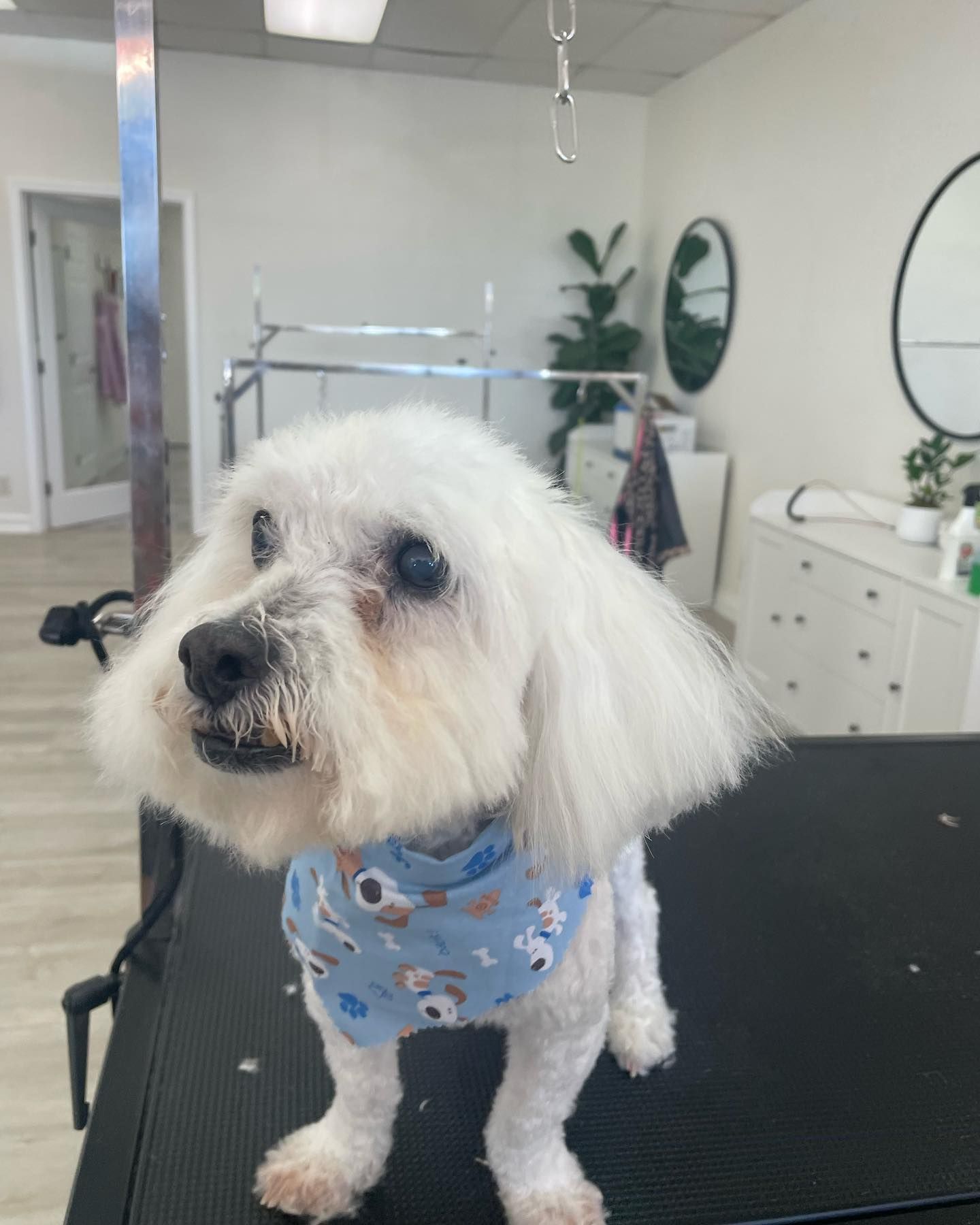 White dog with a blue bandana sits on a grooming table, looking forward, in a grooming salon.
