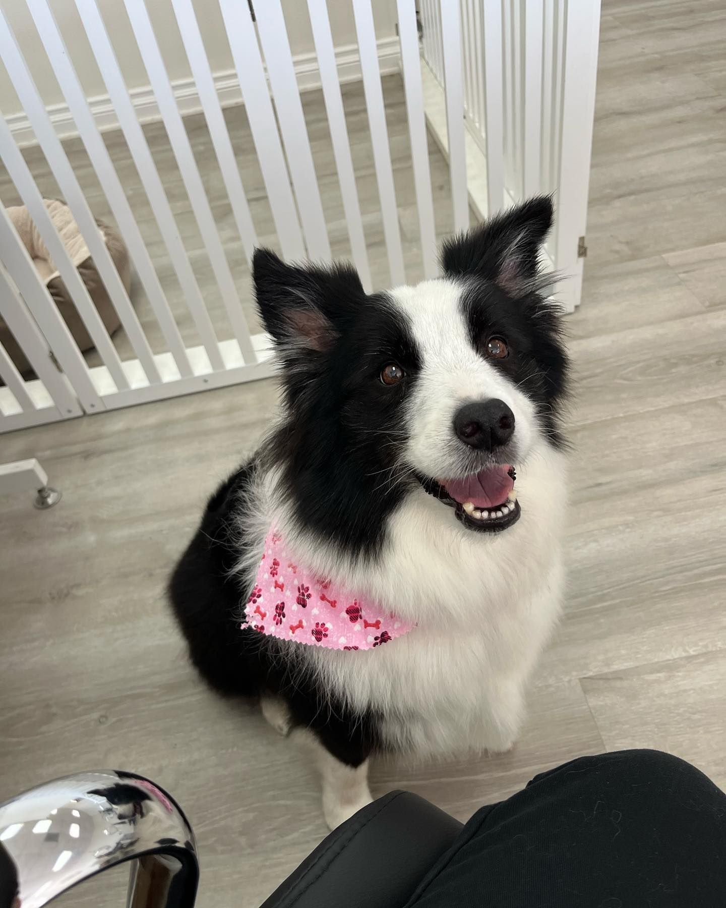 Border collie wearing a pink bandana, smiling, sitting on a light gray floor near a gate.
