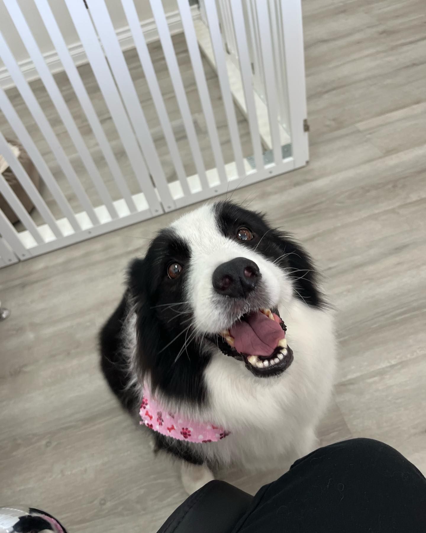 Black and white Border Collie smiles up at the camera, wearing a pink collar, indoors.