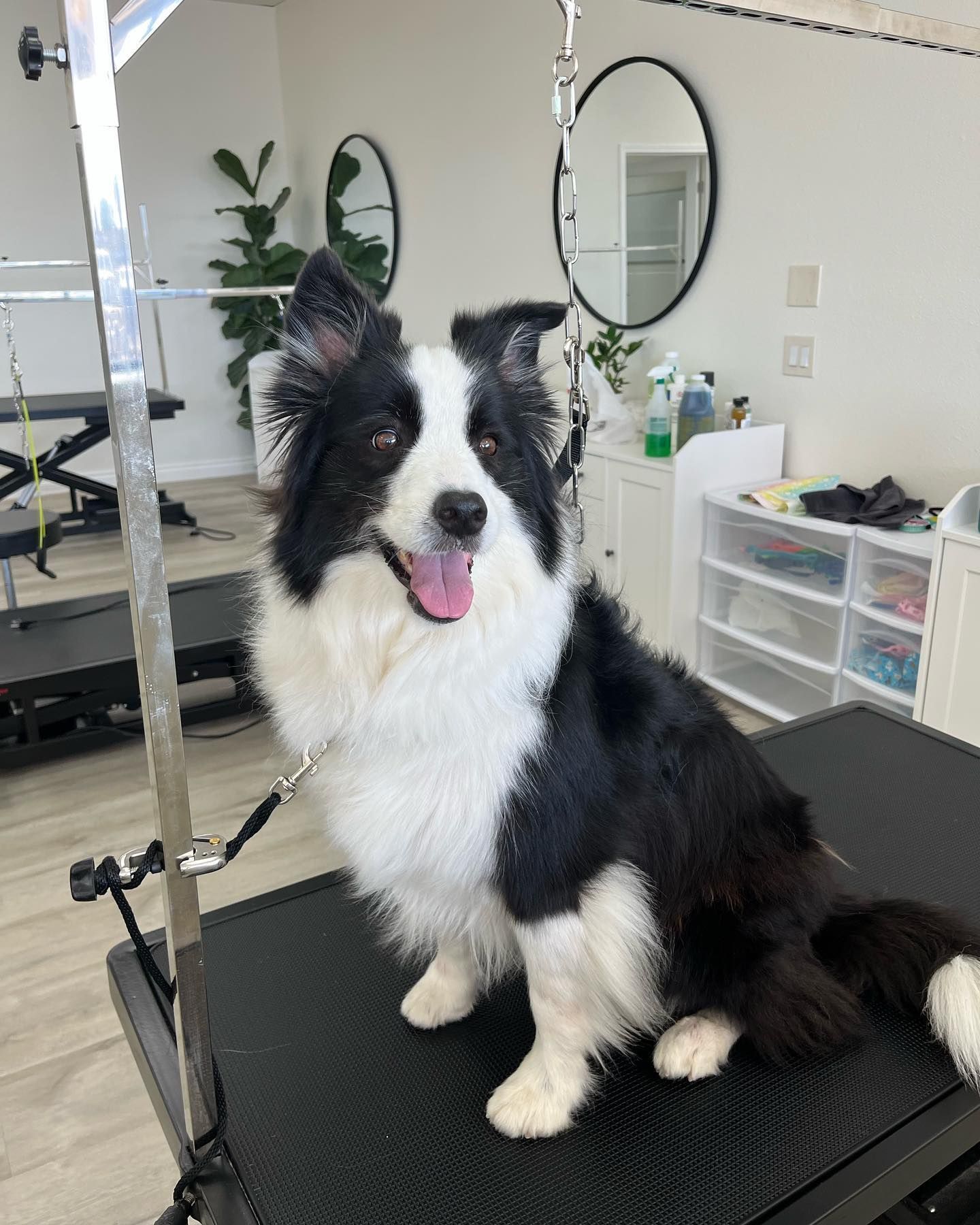 Black and white Border Collie sits on grooming table with a happy expression, in a bright room.