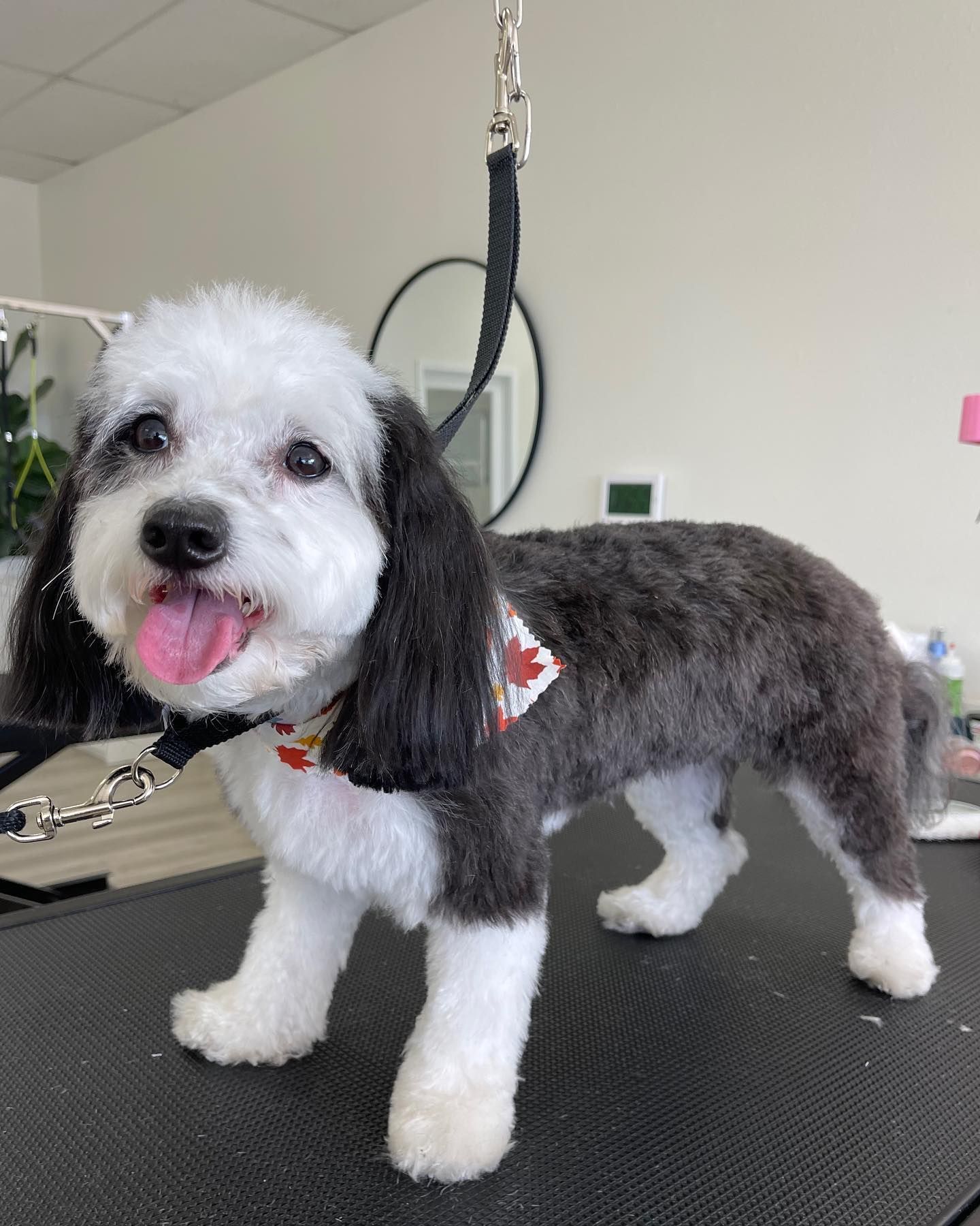 Black and white dog with a haircut and a red heart collar smiles.