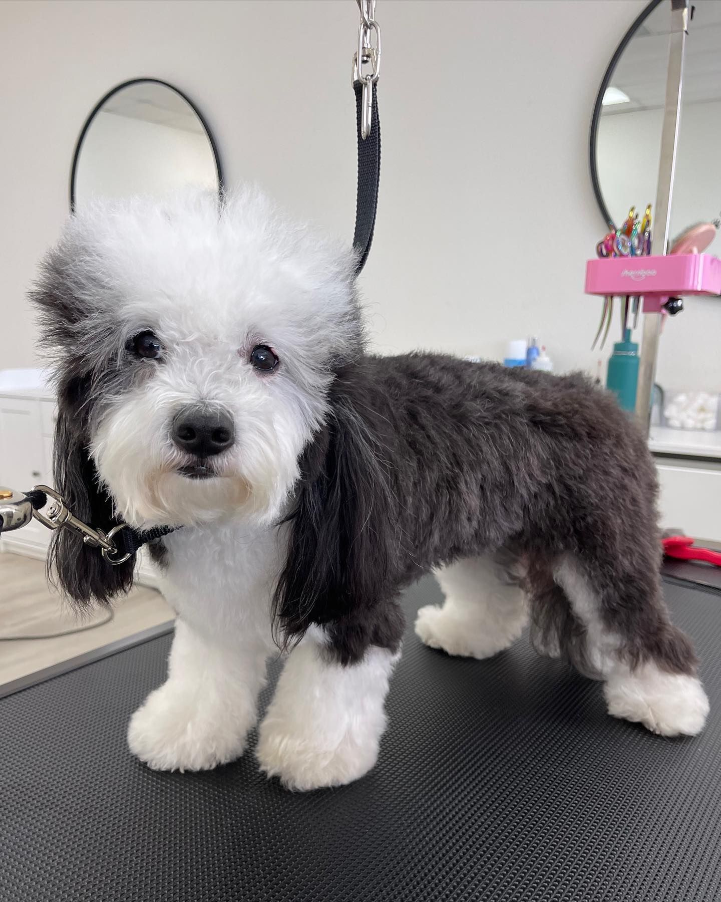 Black and white dog with groomed fur stands on a grooming table, looking forward.