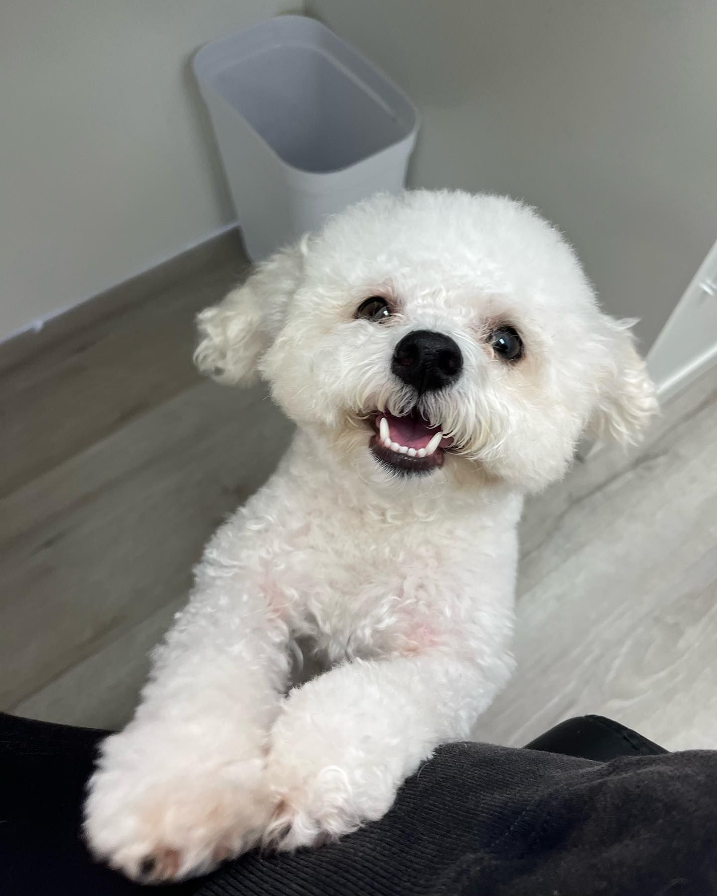 Happy white Bichon Frise dog with paws on a person's lap; smiling indoors.