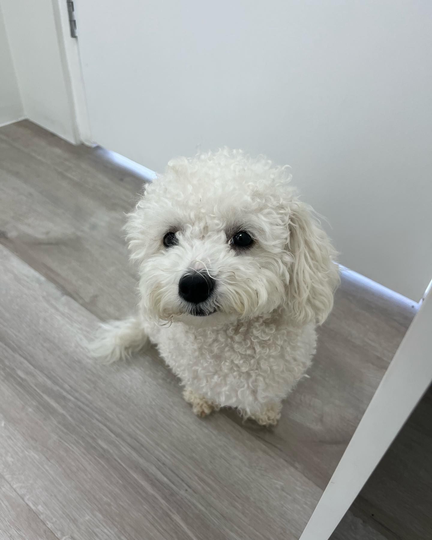 White Bichon Frise dog sitting, looking up with a sweet expression, on gray wood-look flooring.
