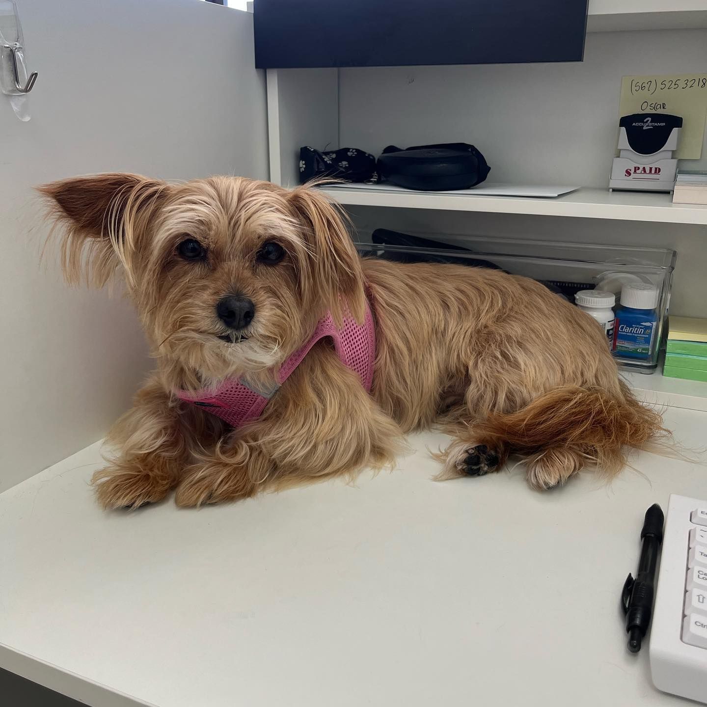 Dog wearing a pink harness laying on a desk. It is brown with floppy ears in an office setting.