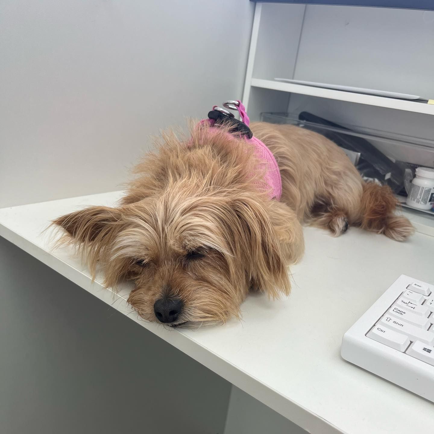 Small, brown dog wearing a pink harness, sleeping on a white desk.