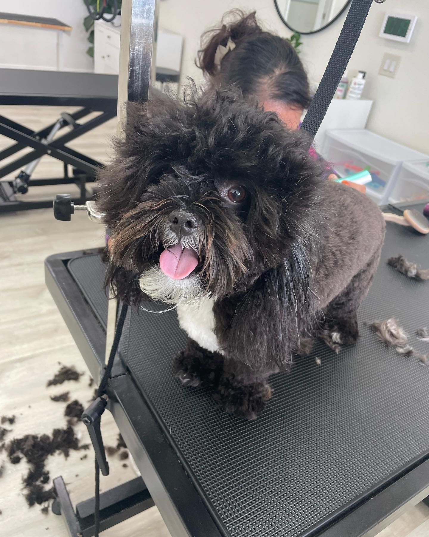 Black dog with fluffy fur and shaved body on grooming table, sticking tongue out.