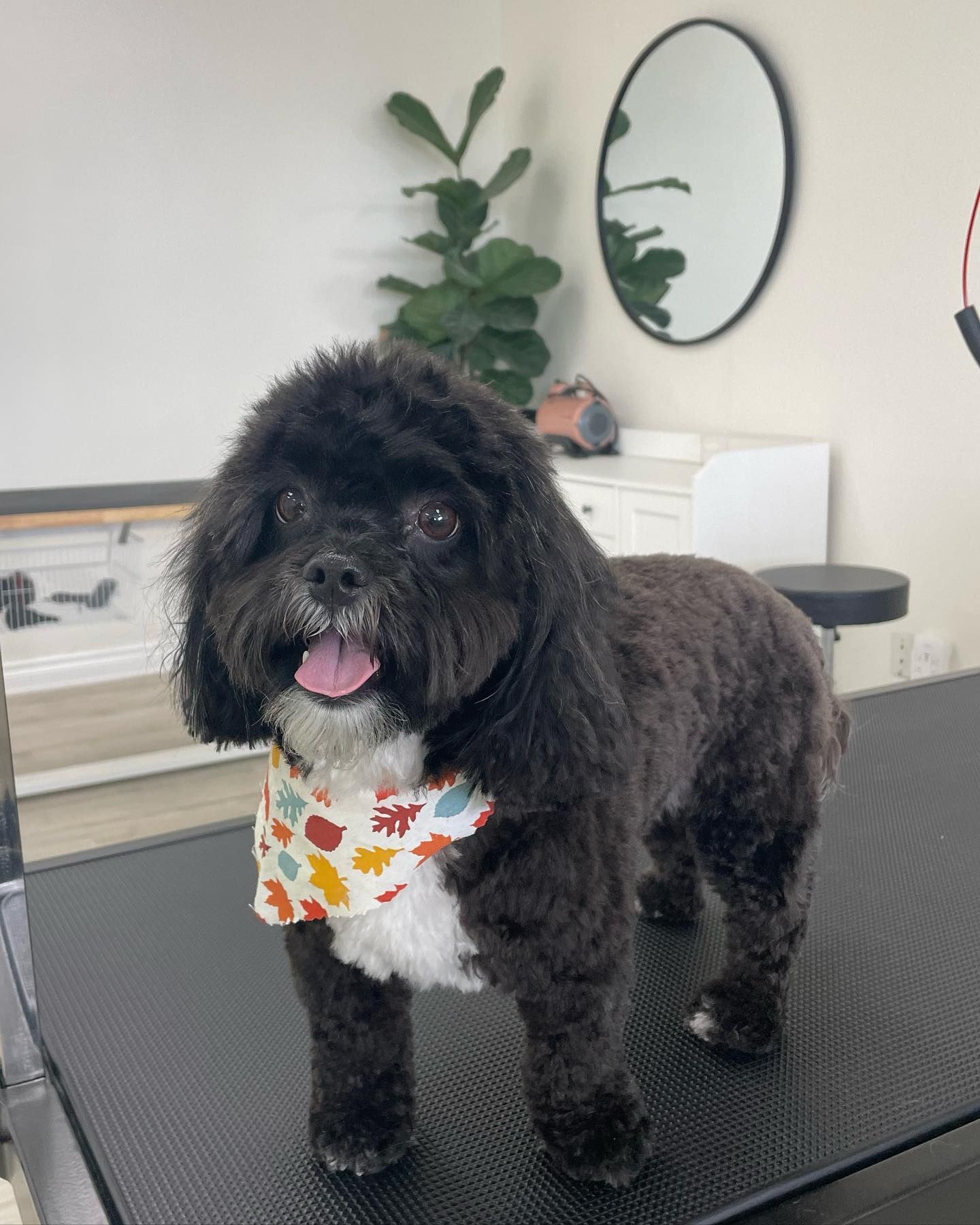 Black dog with a white chest wearing a bandana stands on a table in a grooming shop.