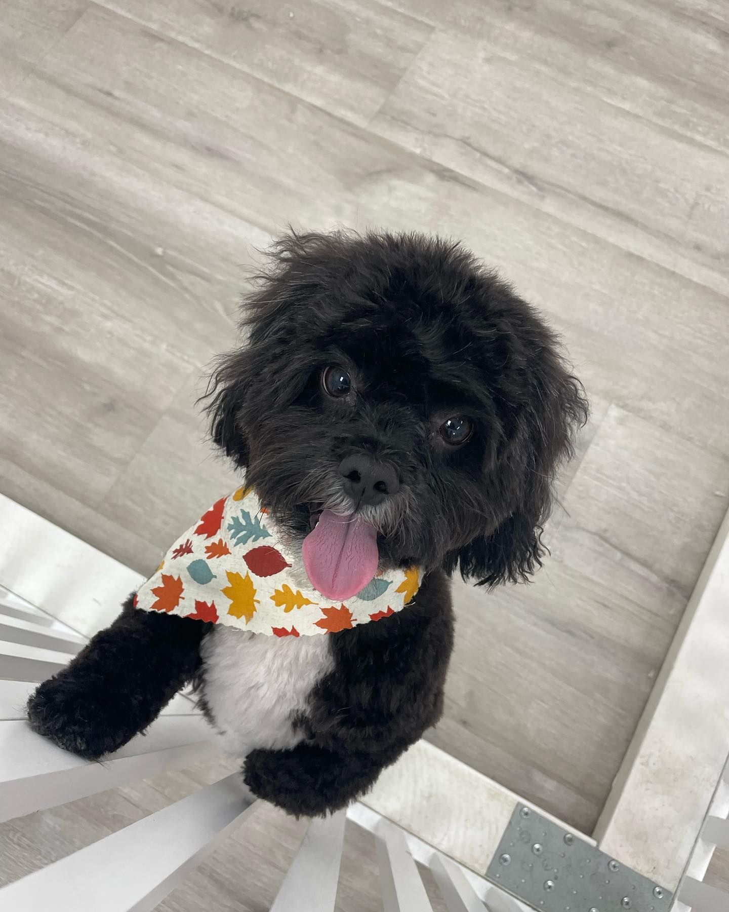 Black fluffy dog wearing a fall leaf bandana, sticking its tongue out.