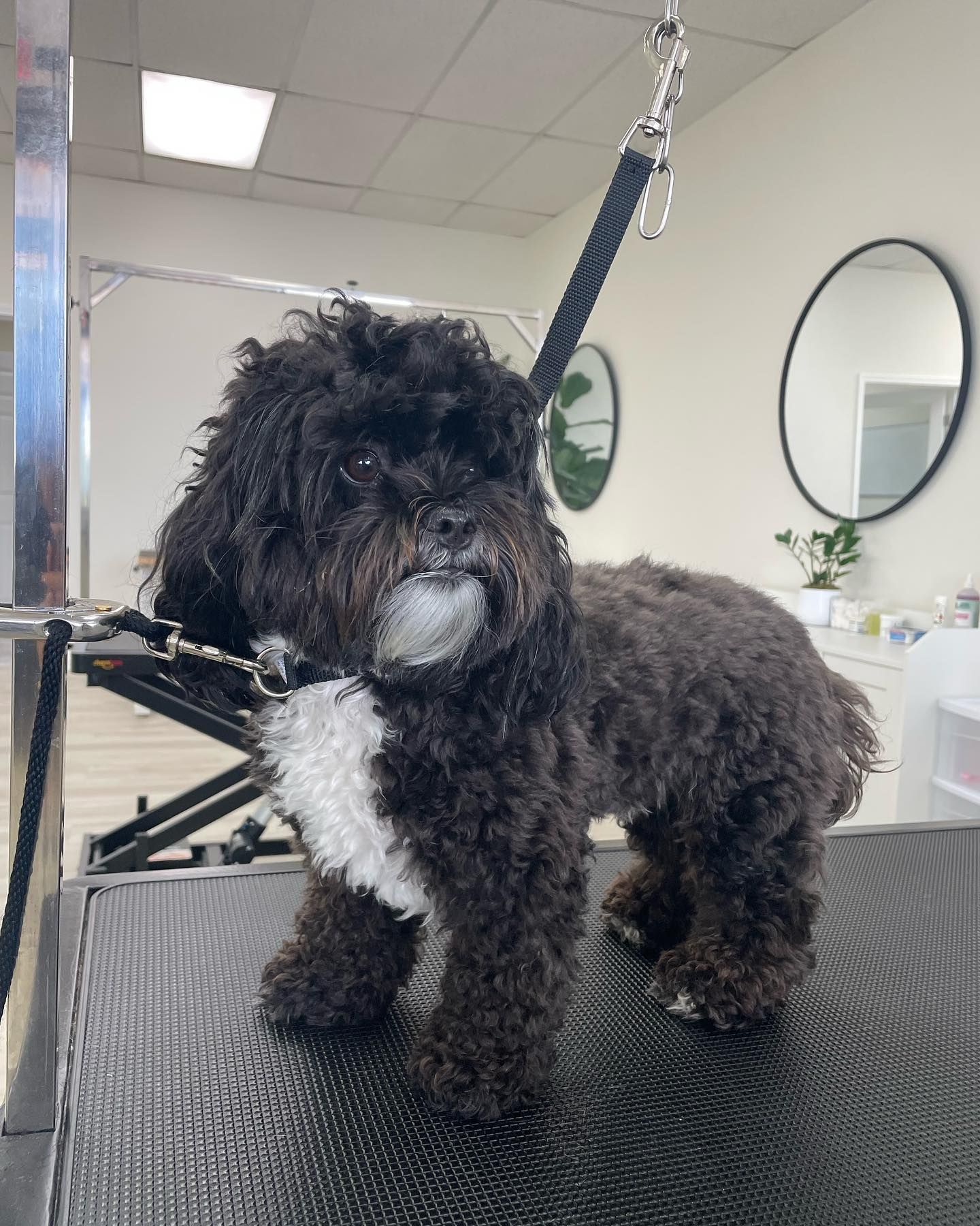 Black and white dog on a grooming table, being groomed.  Inside a grooming shop.
