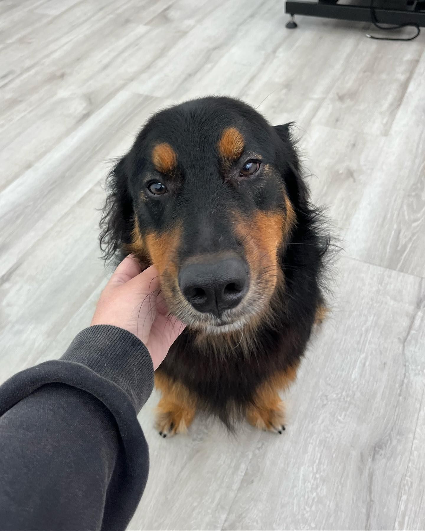 Black and tan dog being pet by a person's hand; sitting indoors with light wood flooring.