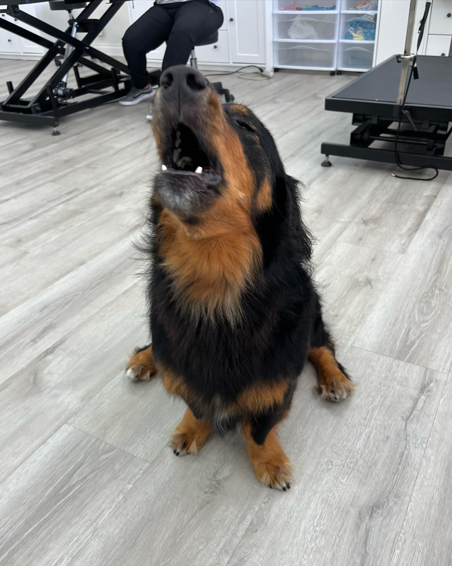 Black and tan dog sits and howls in a grooming room.