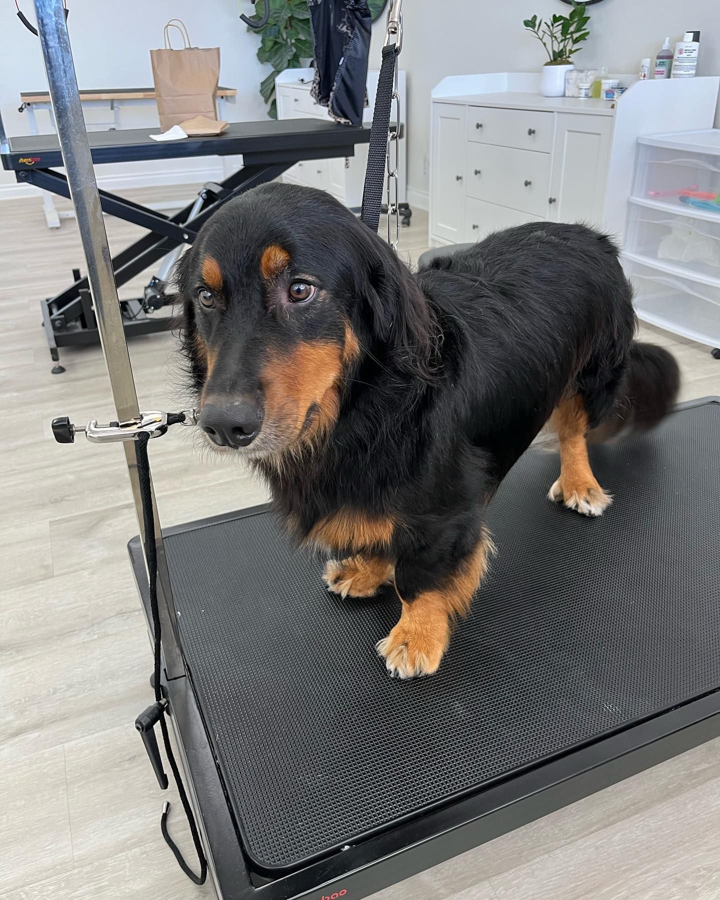 Dog with black and tan fur, standing on a grooming table, looking at the camera.