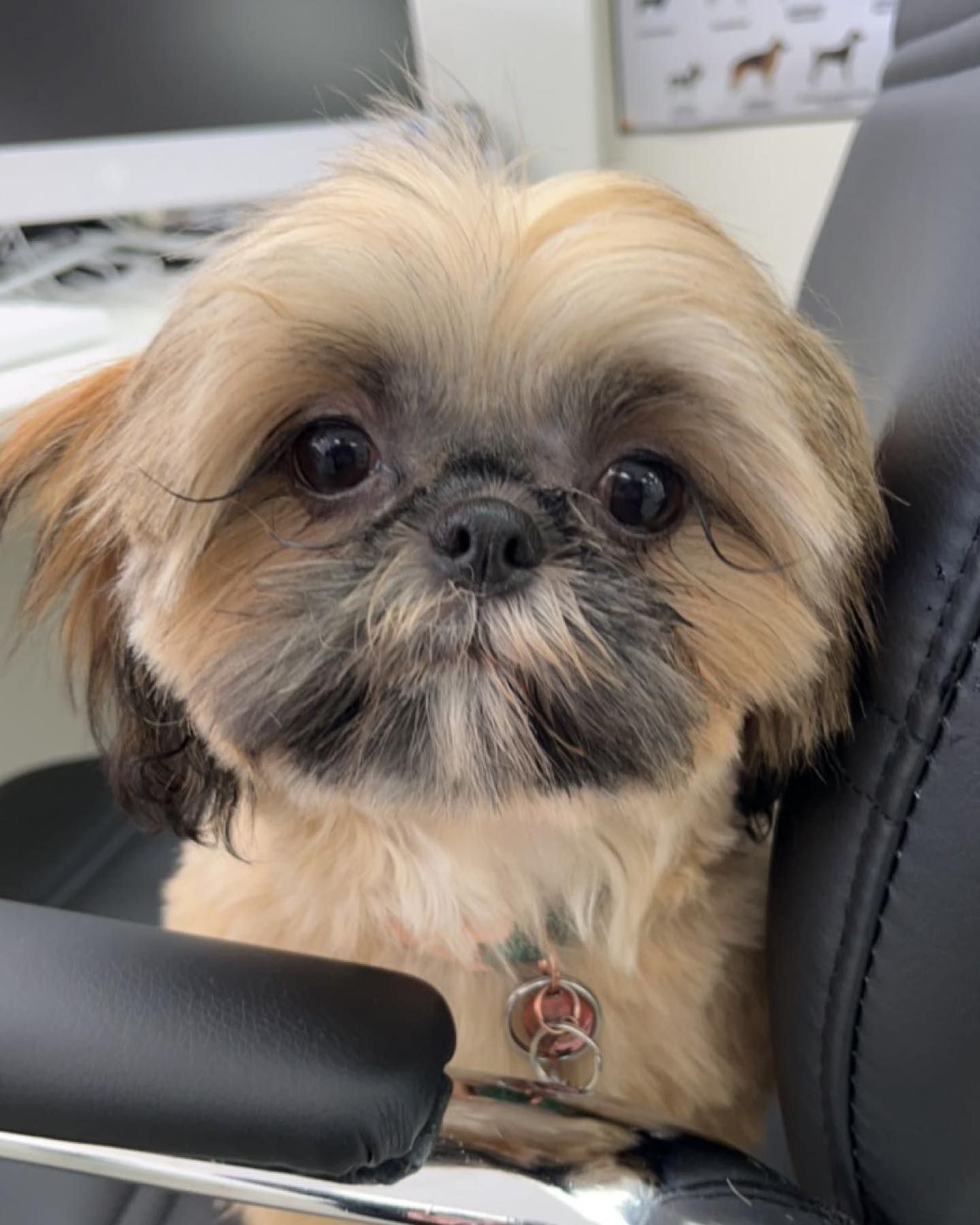 Tan and black Shih Tzu dog looking directly at the camera, sitting in a black chair.