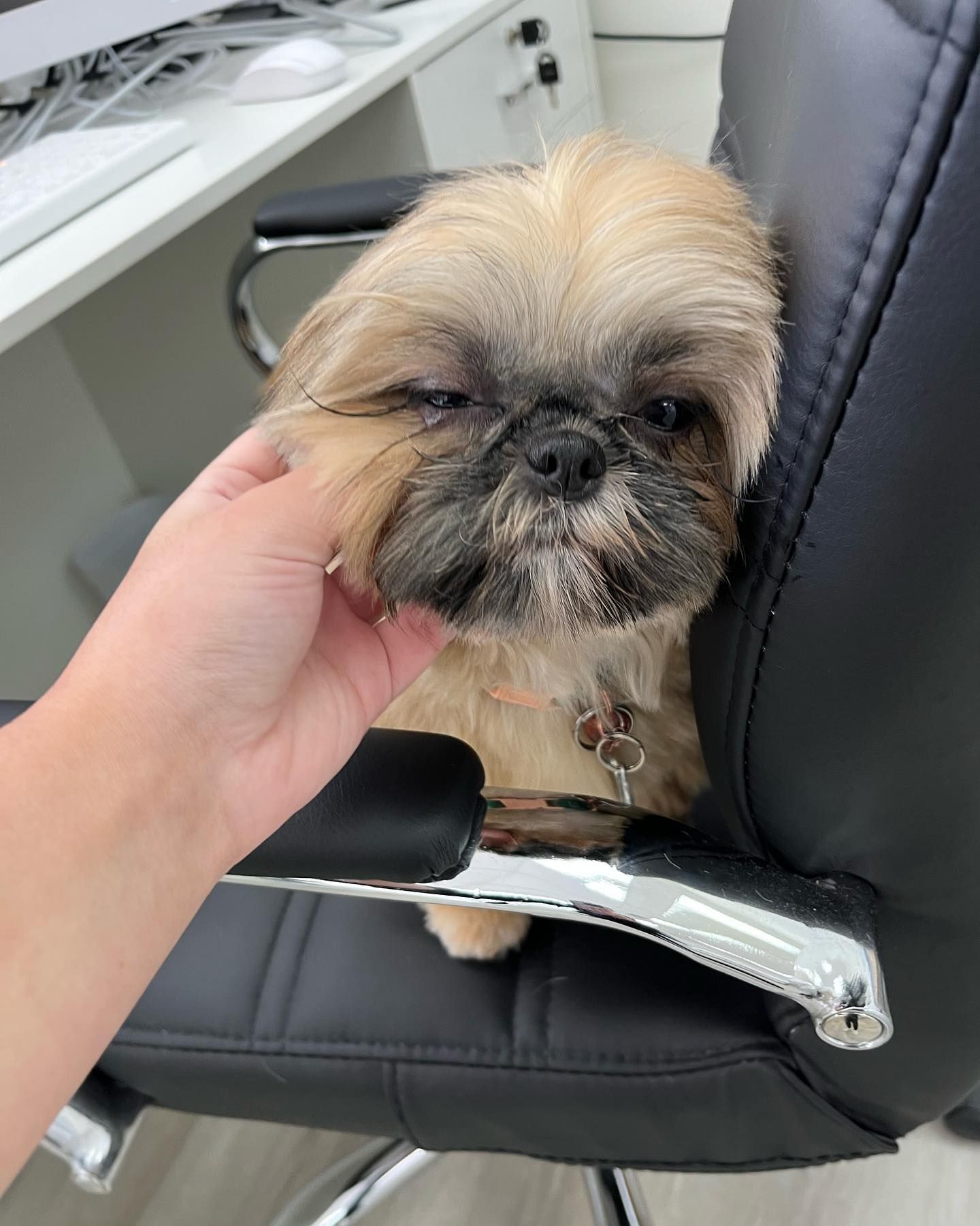 A Shih Tzu dog being petted while sitting in a black office chair.