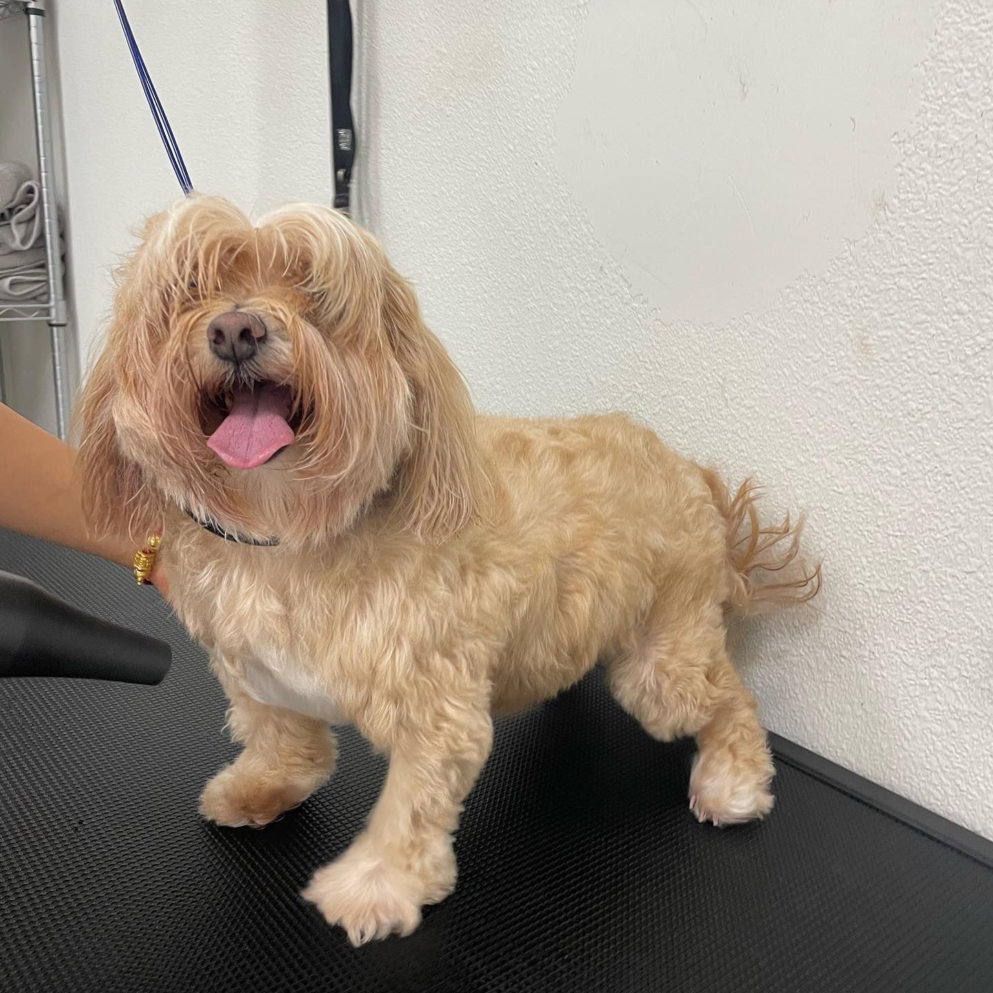 Tan dog with shaggy face and cut body standing on a grooming table, tongue out.