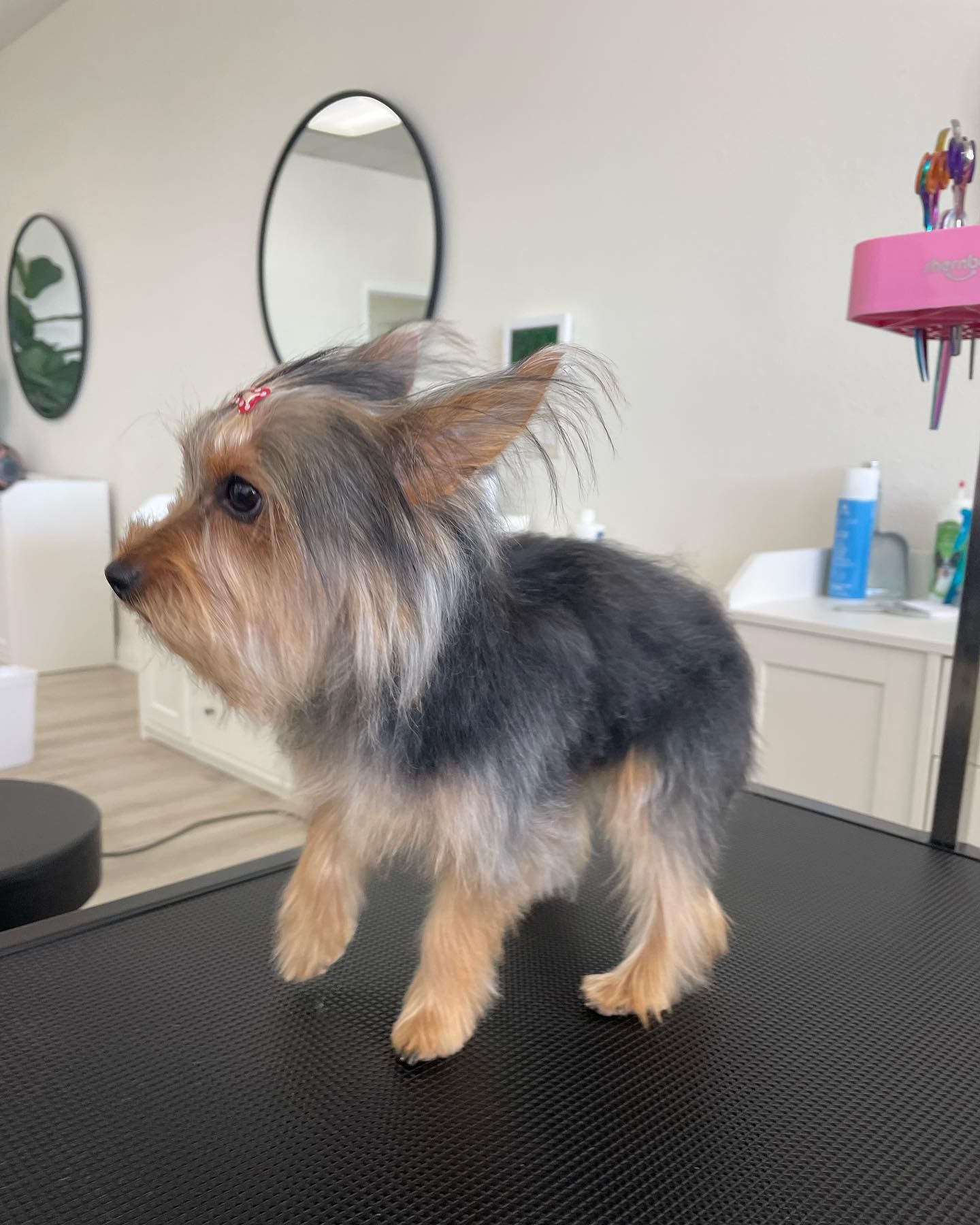 Yorkshire Terrier dog with a red bow on a grooming table.