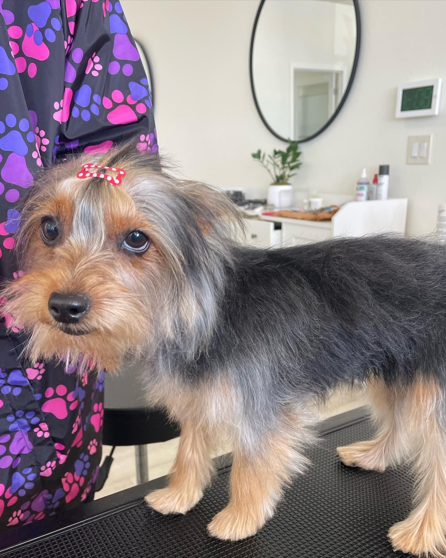Yorkshire Terrier with a hair bow, being groomed on a table.