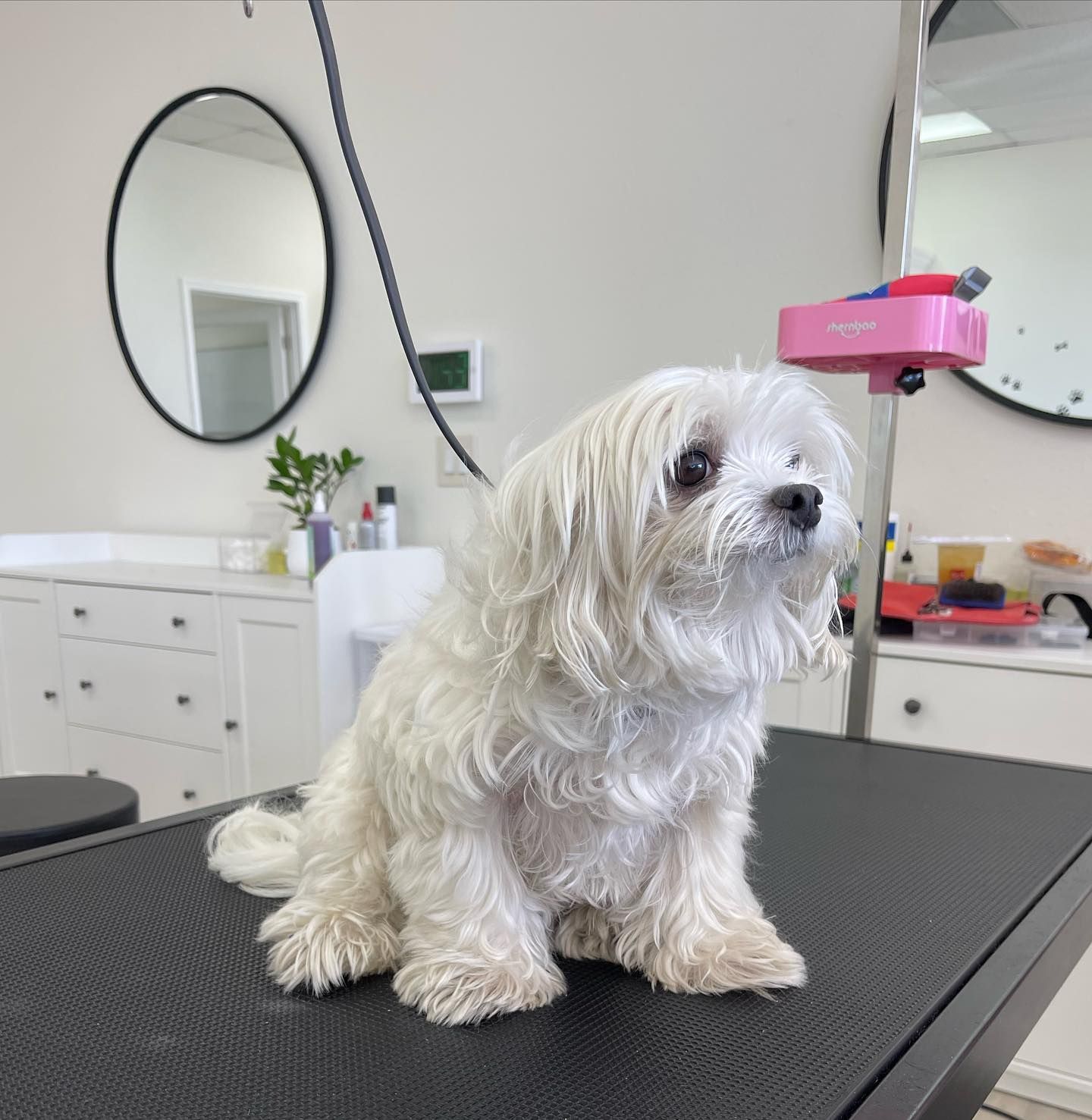 White fluffy dog sits on a black grooming table, looking towards the camera. Indoors, grooming setting.
